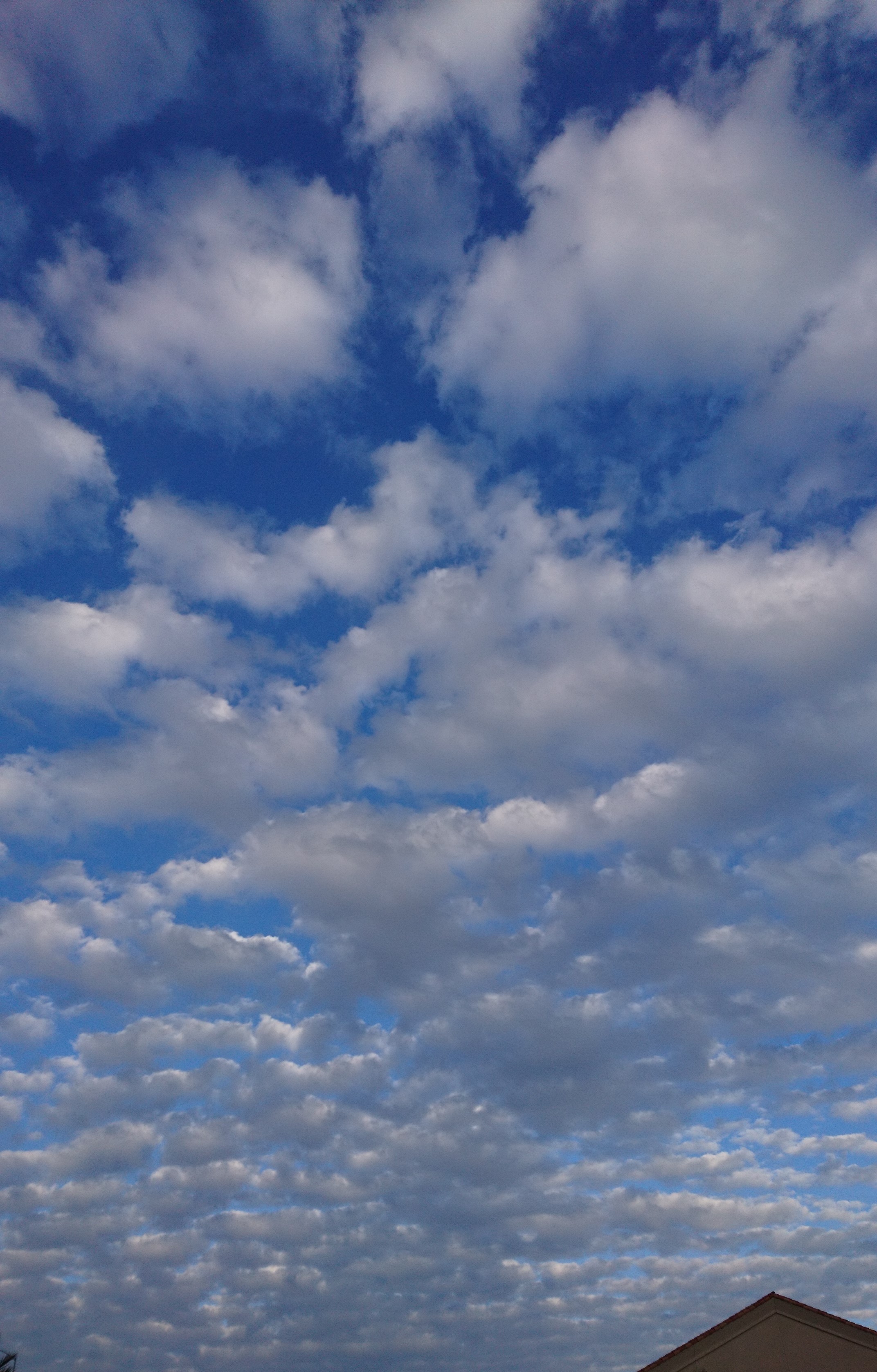 コロナ日記⑧：州知事が次々と外出禁止令を発表