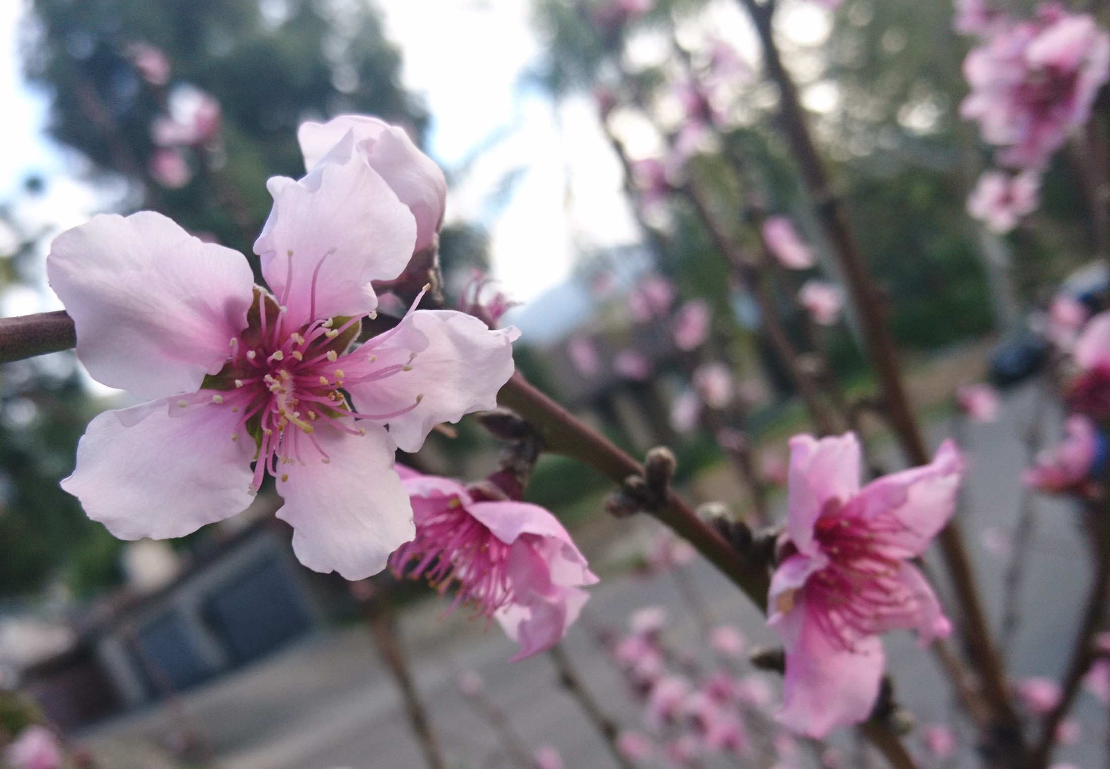 コロナ日記⑫:在外日本人と桜考察