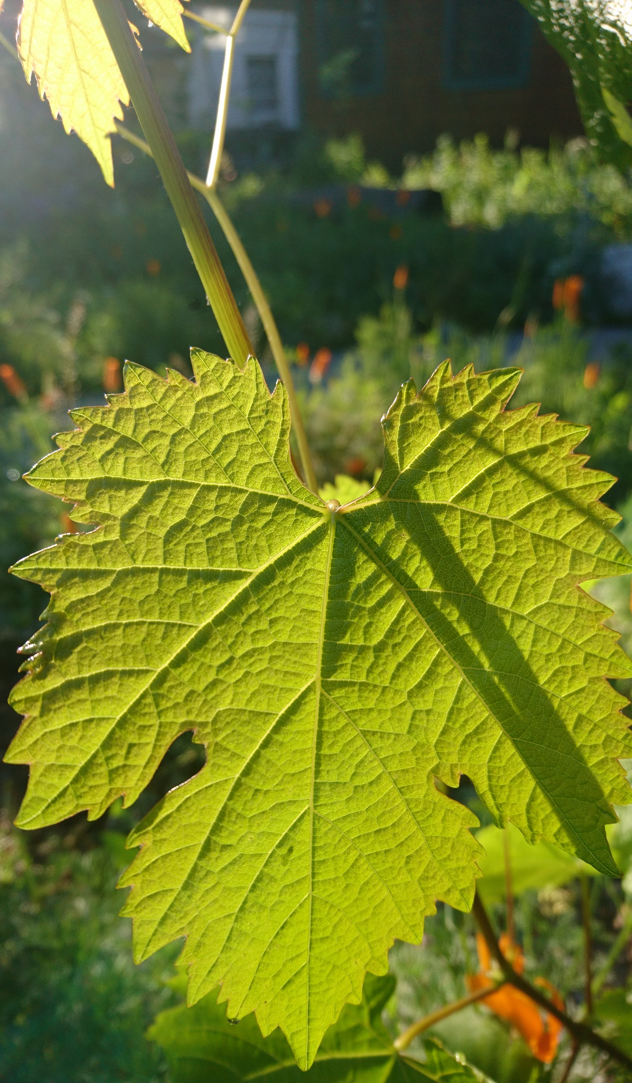 コロナ日記⑱：博士論文記念日。