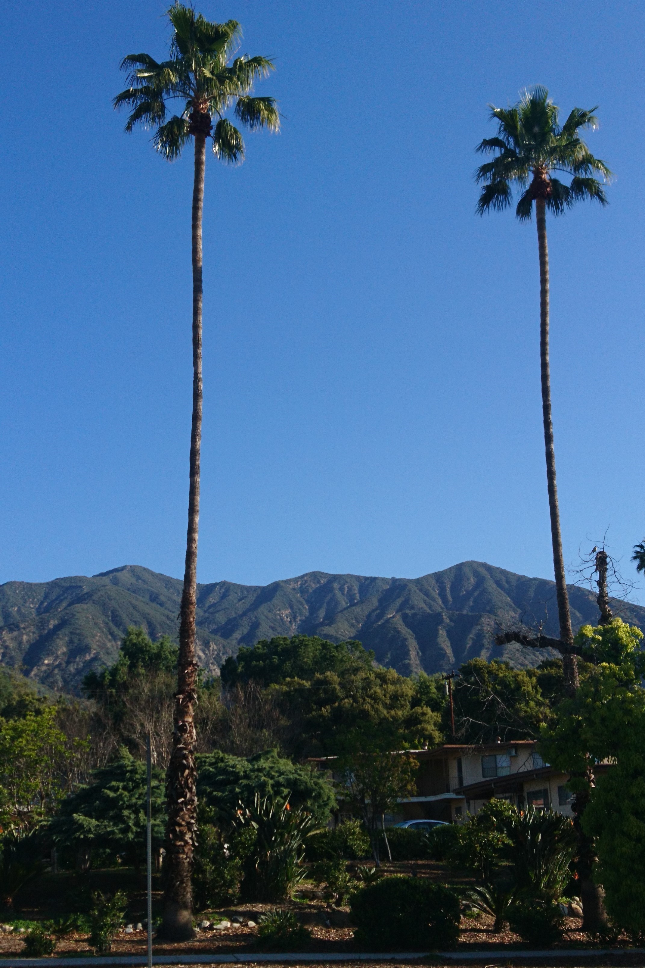 コロナ日記⑲:パンデミックフルー