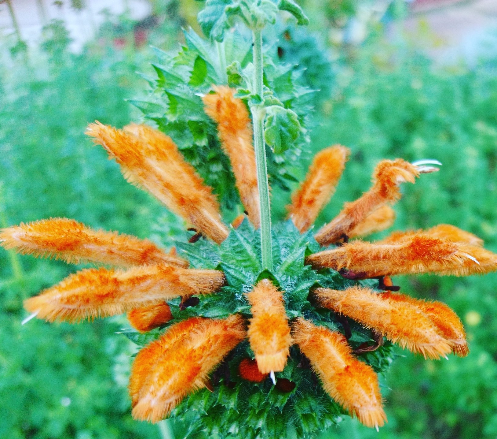 コロナ日記⑥：するべきことをする強さと行動力を蓄える！