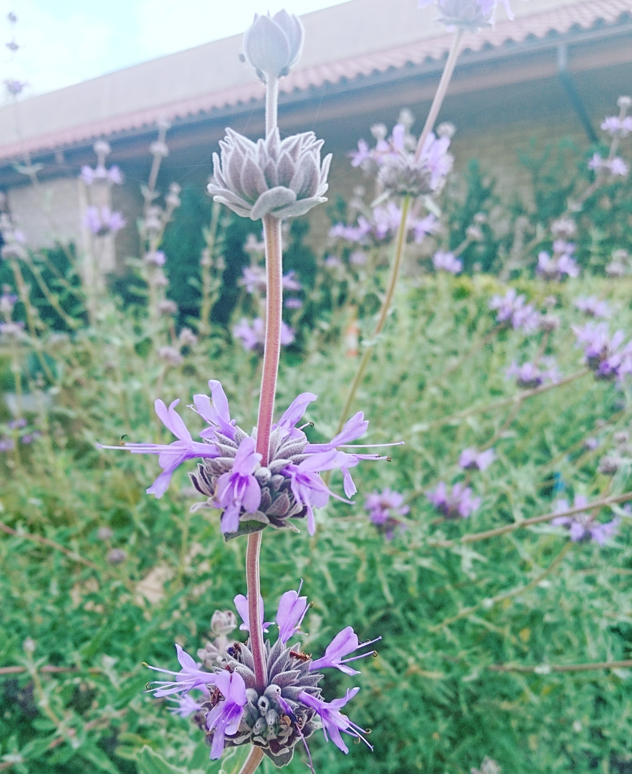 コロナ日記⑬：私に今できること