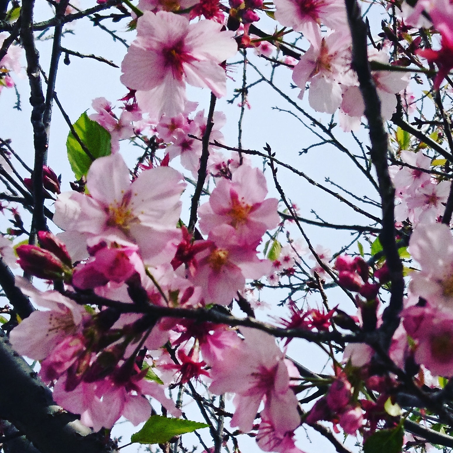 ブラームスは「サクラ」を知っていたか!?