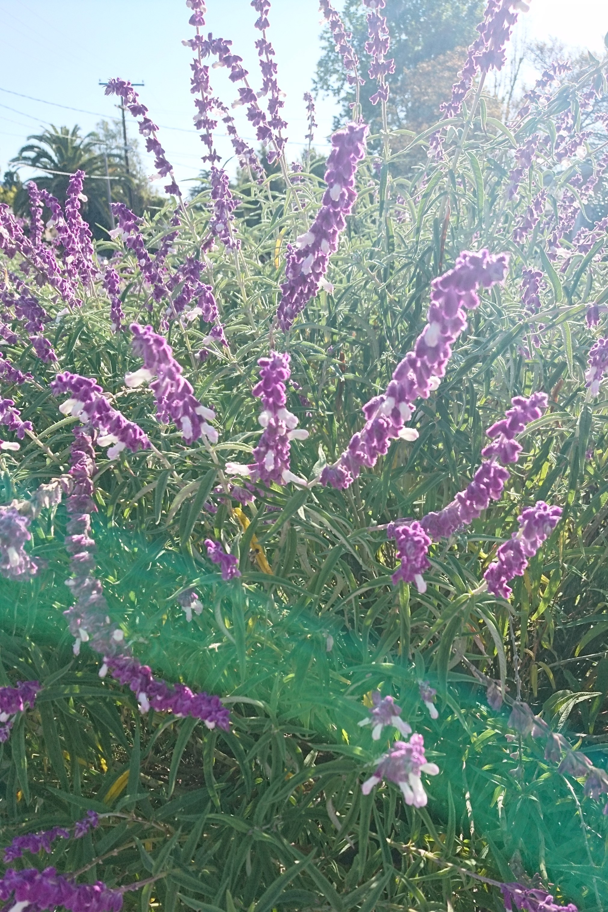 コロナ日記⑤：久しぶりに晴れ！