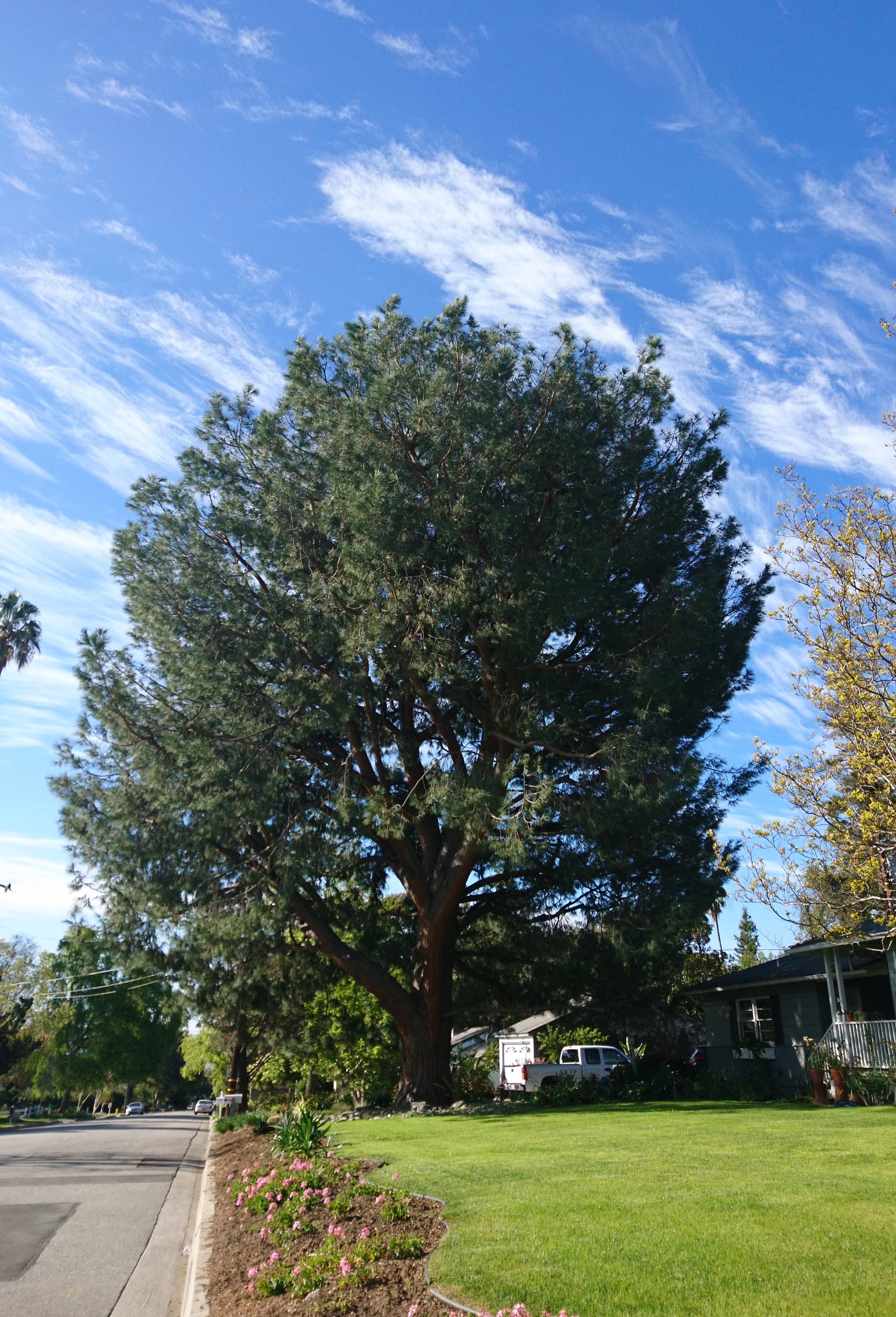 コロナ日記⑩:8州に外出禁止令。オリンピックは延期？