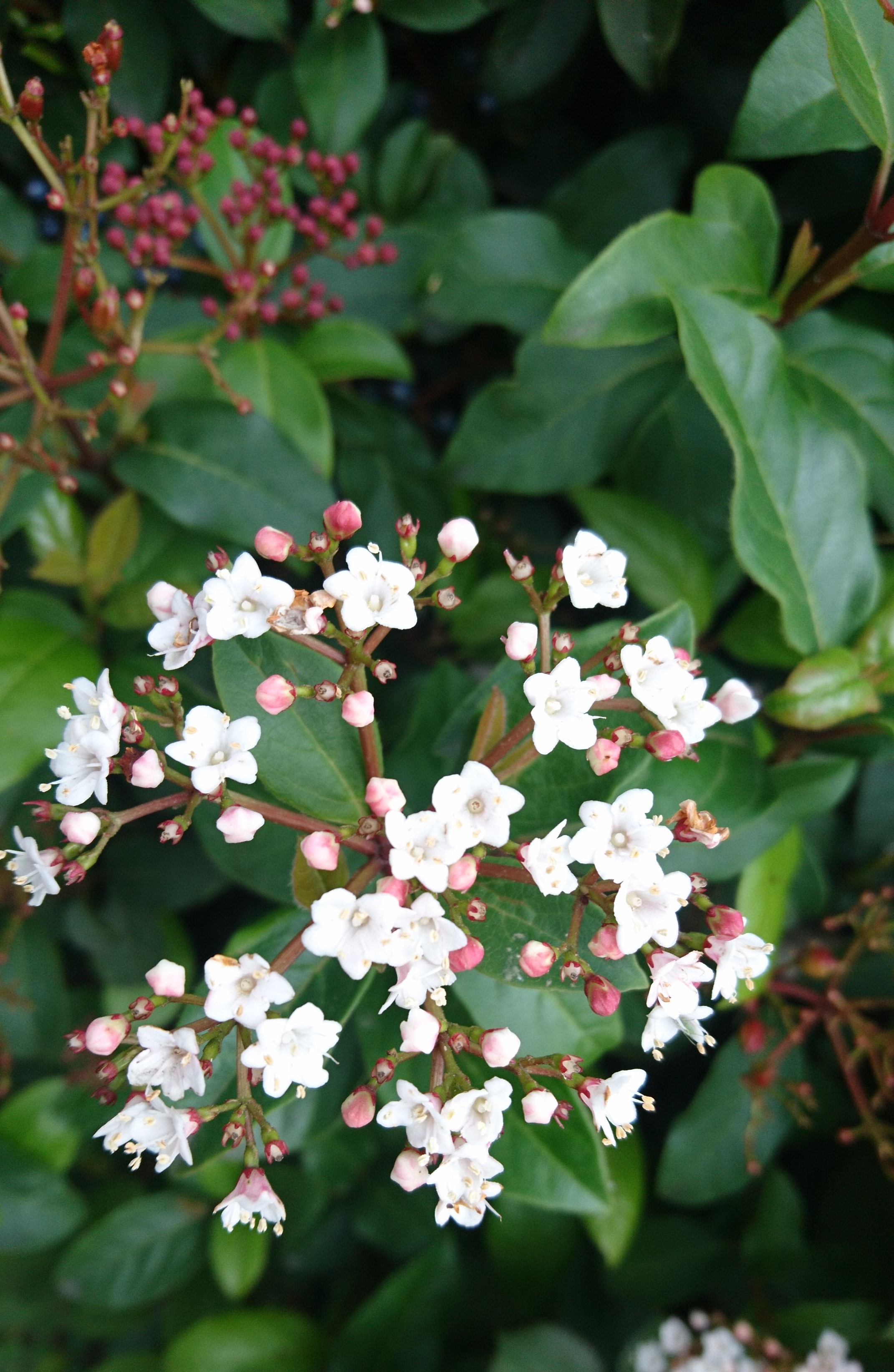 コロナ日記㉕：晴耕雨読