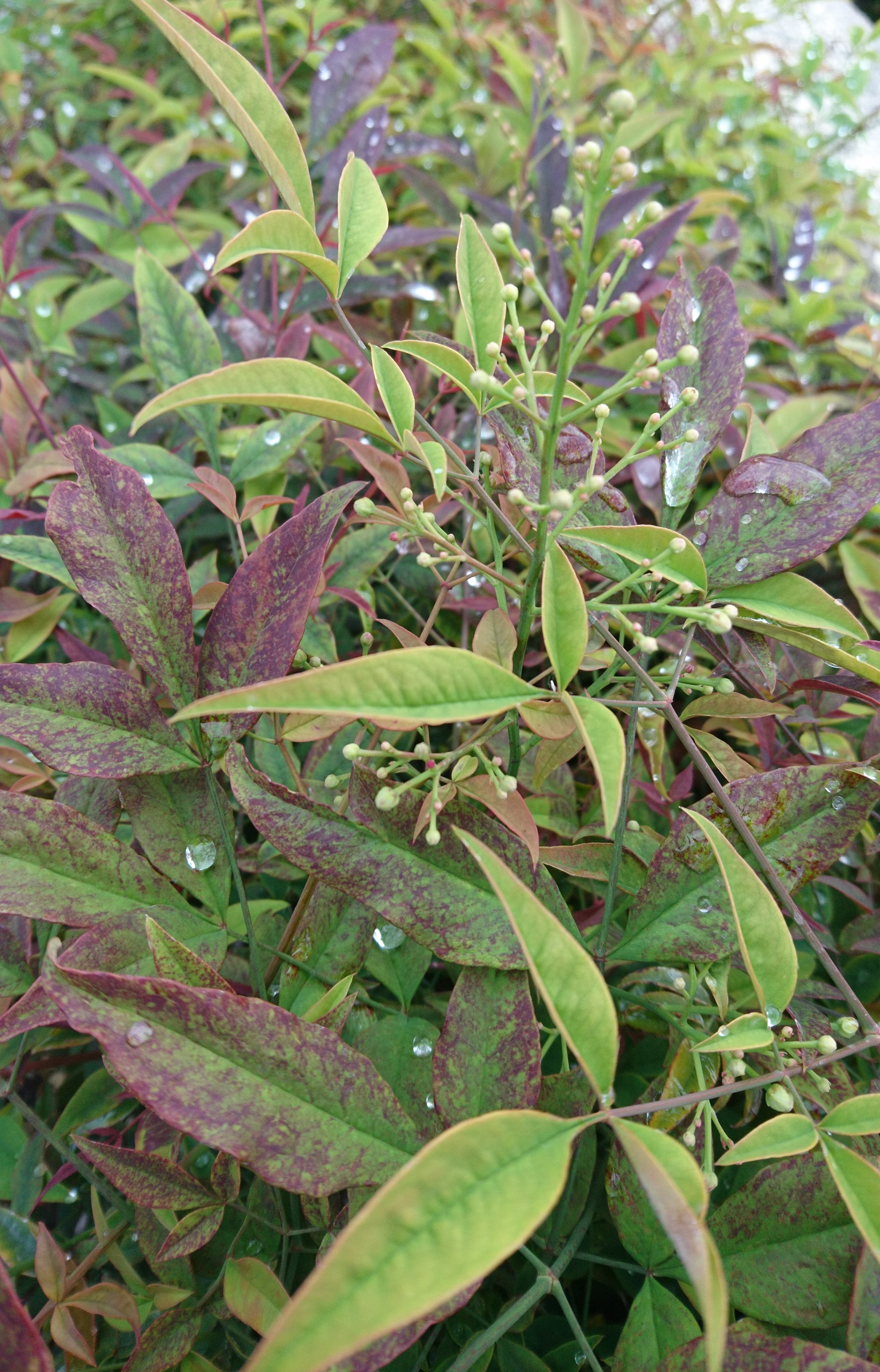 コロナ日記㉑：幸せ考察。