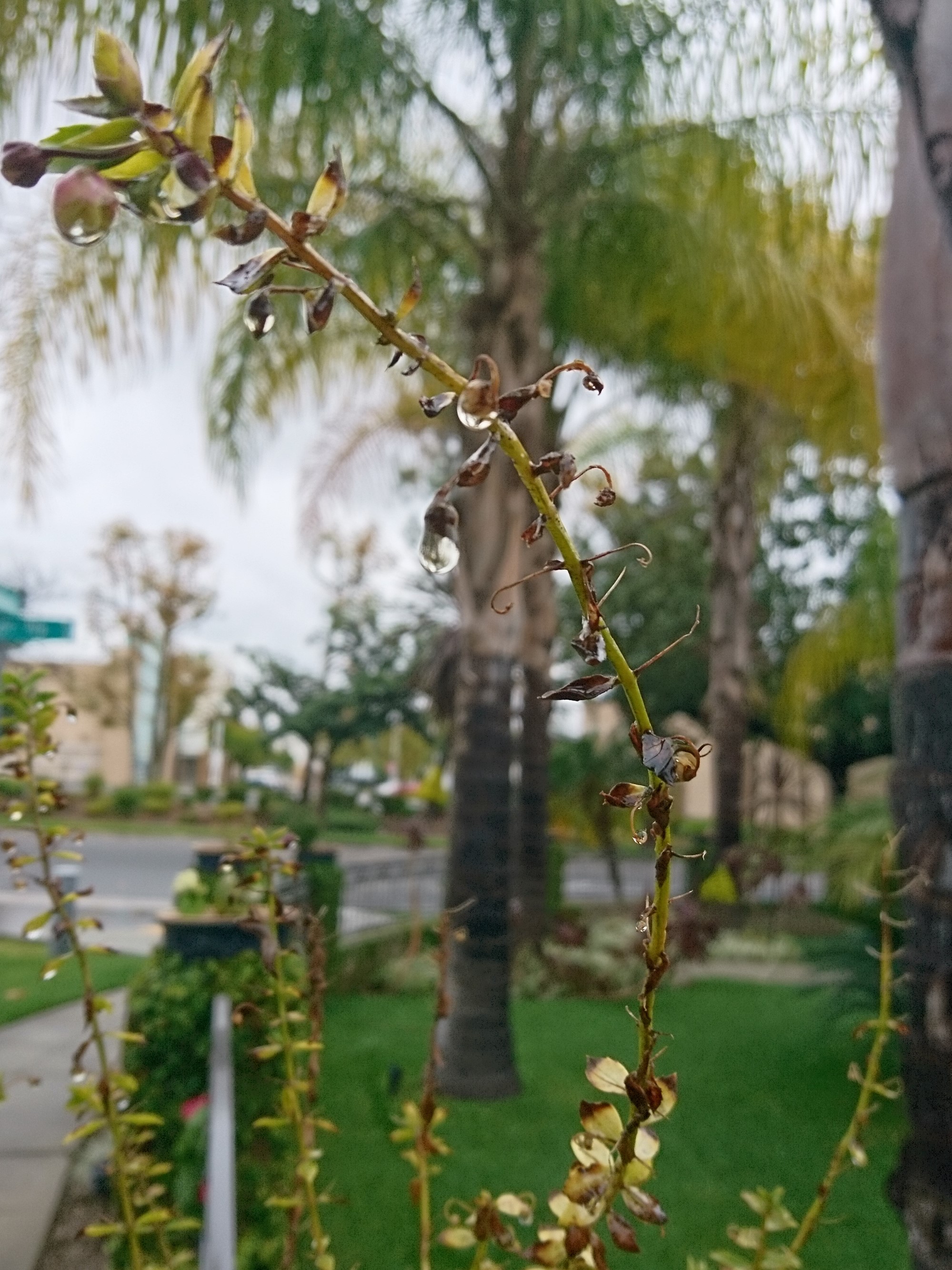 コロナ日記㉗：雨続き。