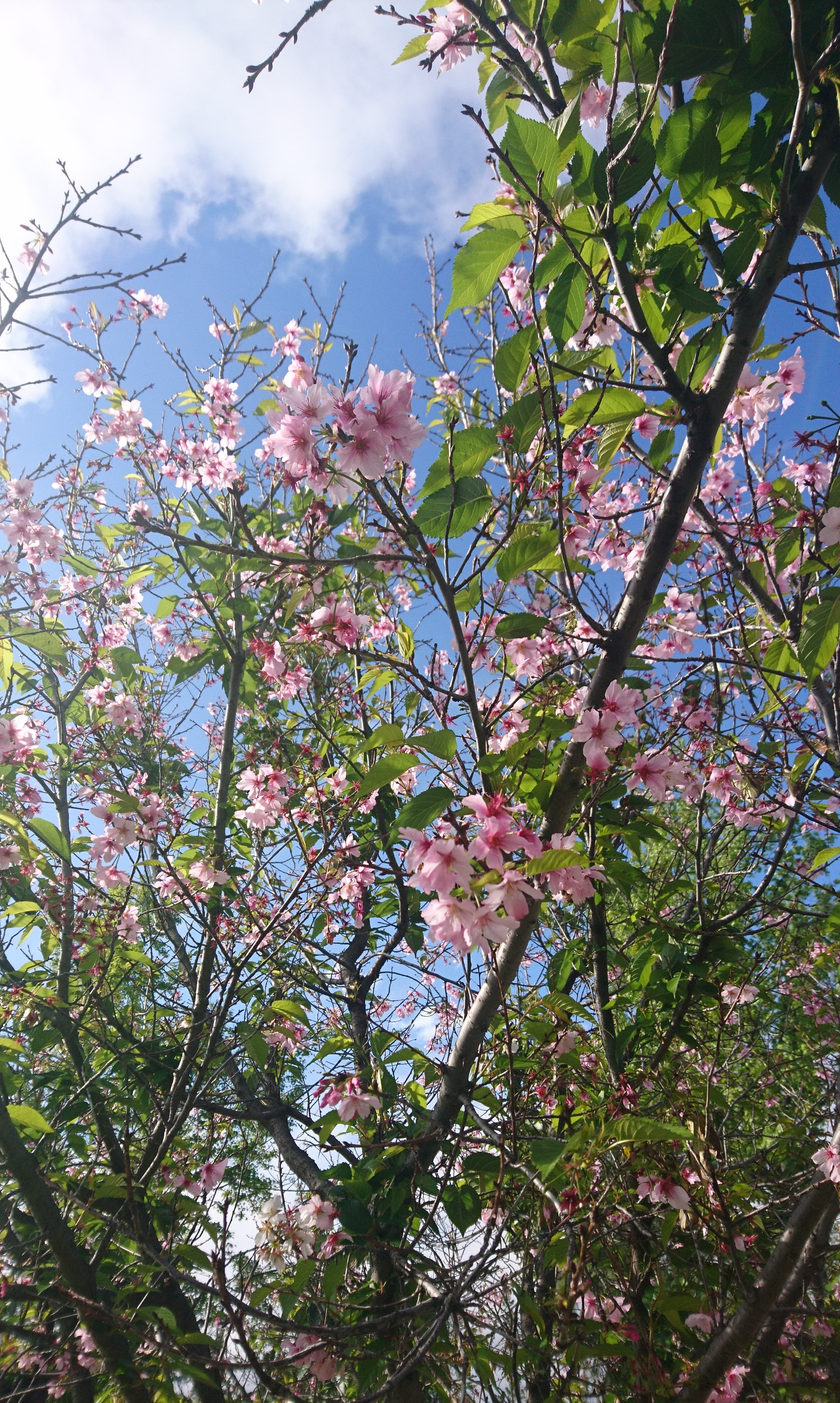 コロナ日記㉚：晴れました！