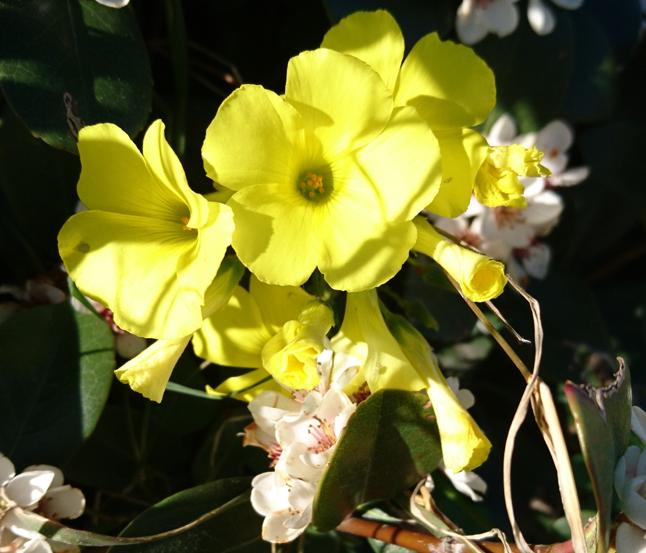 コロナ日記34：オンライン演奏。