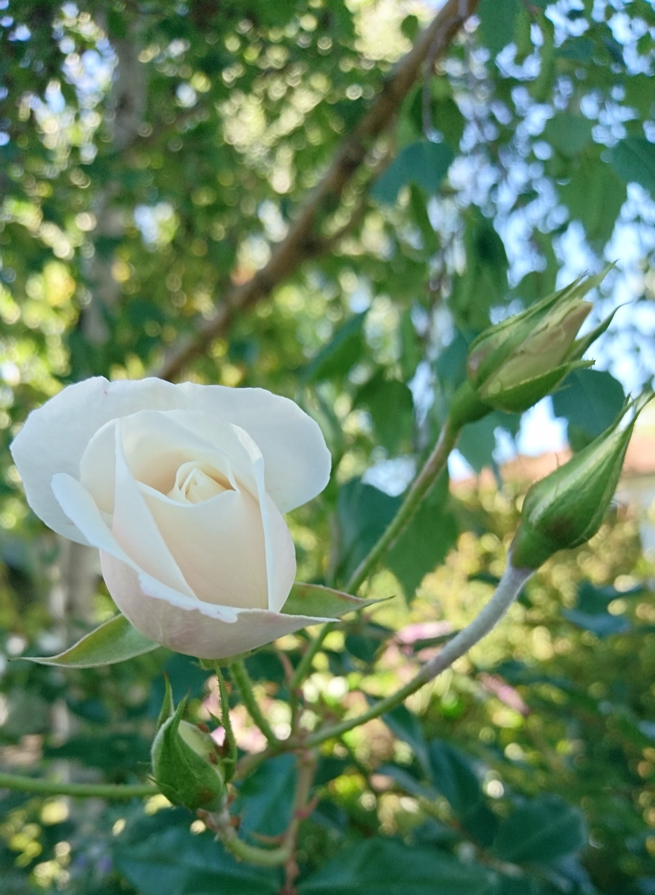コロナ日記㊻：眠気と戦い効率上げる。