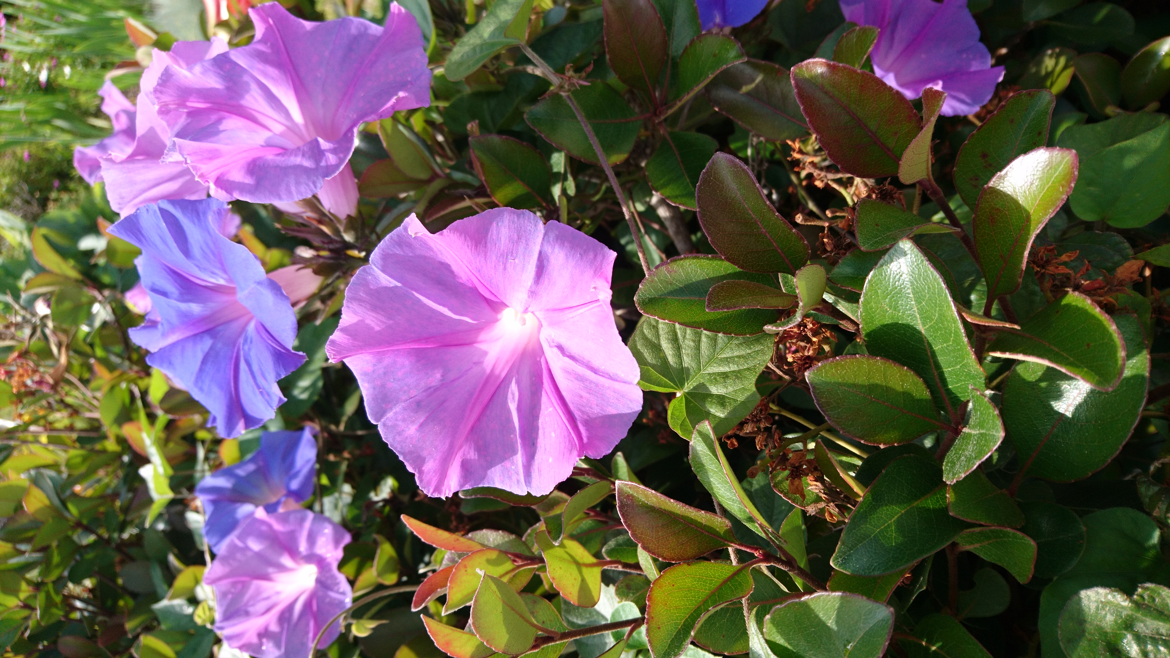 コロナ日記㊲：平田真希子演奏ライブ配信のお知らせ