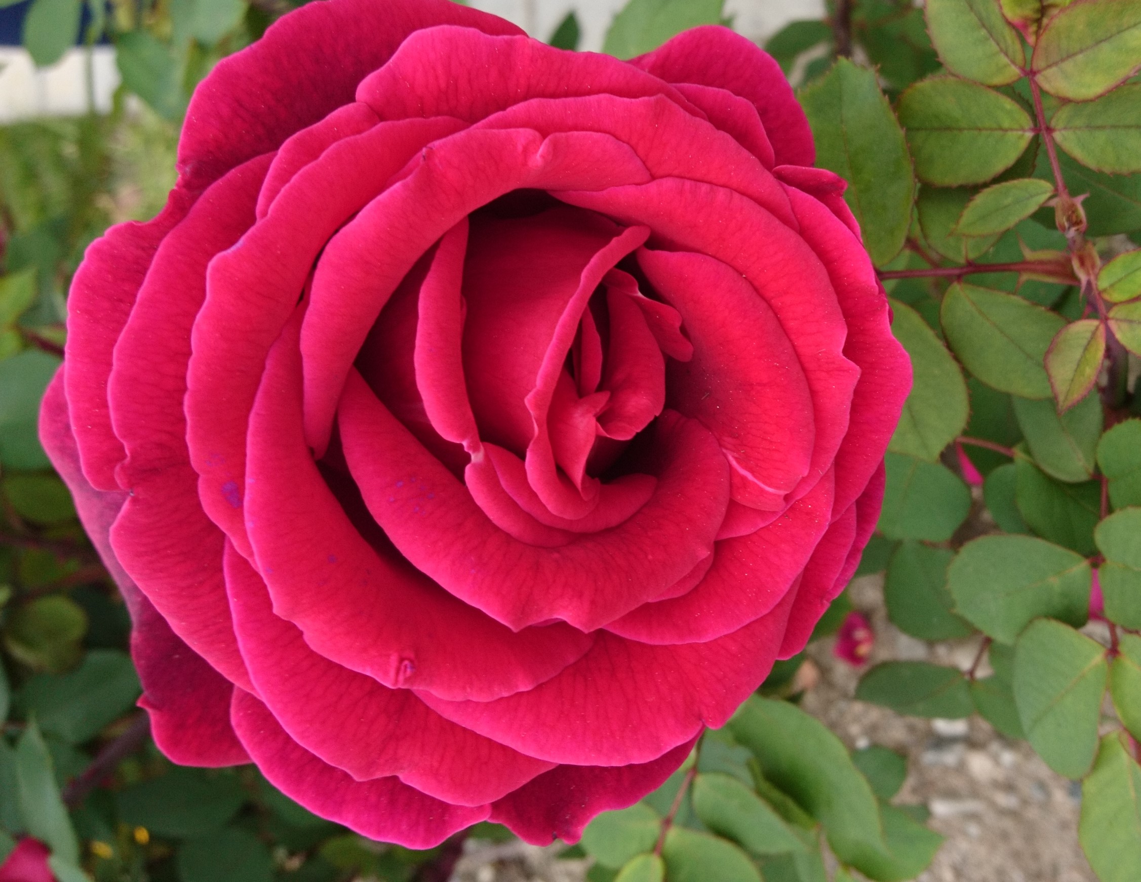 コロナ日記㊳：亡き先生の思い出に勇気づけられる