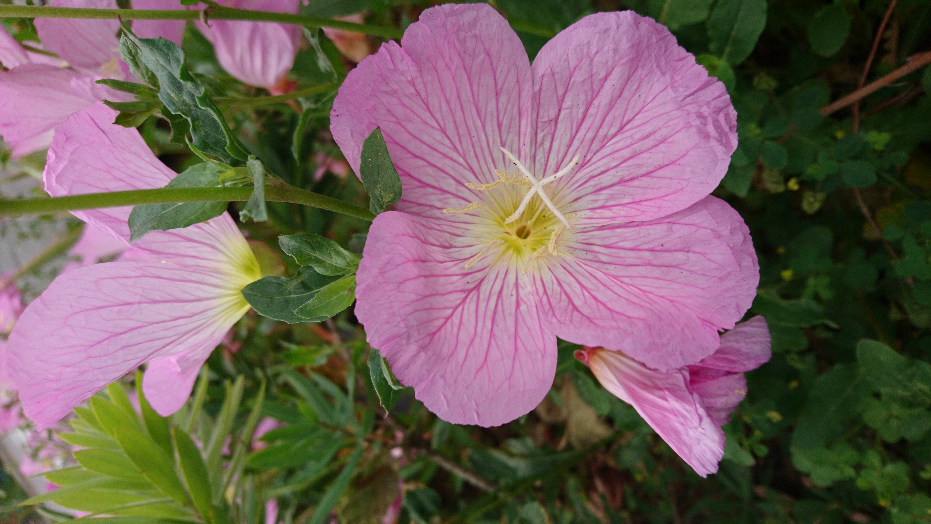 コロナ日記㊴：パンデミックの明暗