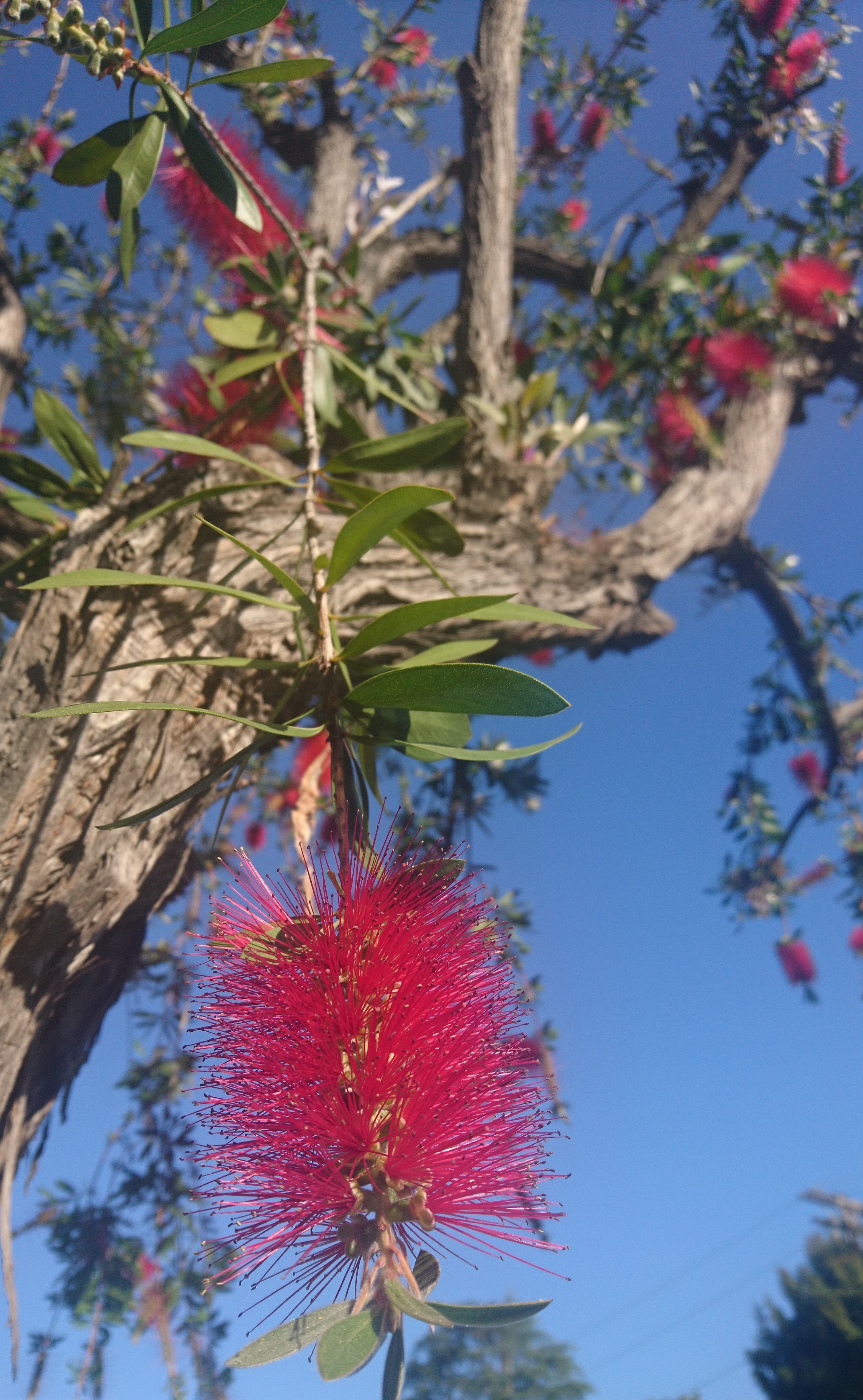 コロナ日記㊼：PUAの応募と訳し