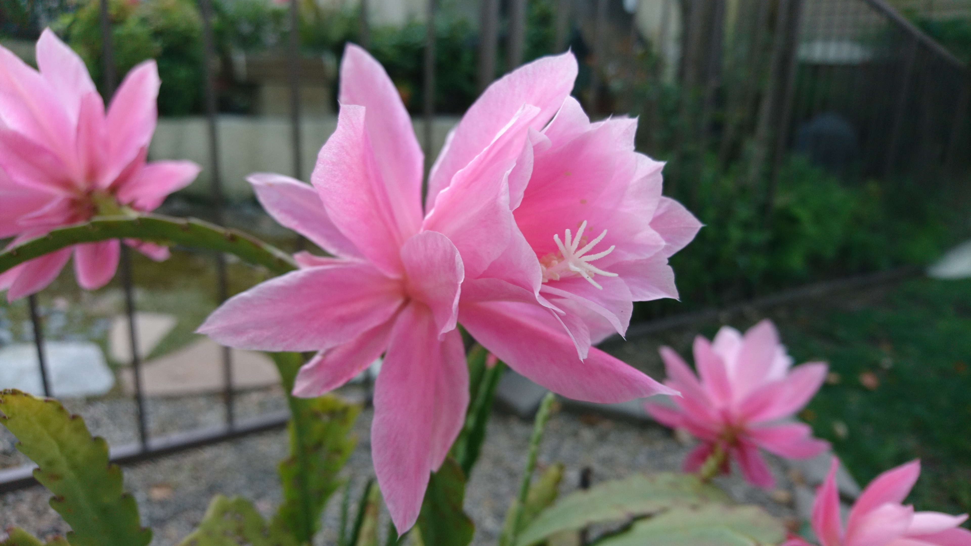 コロナ日記㊽：朝のルティーン