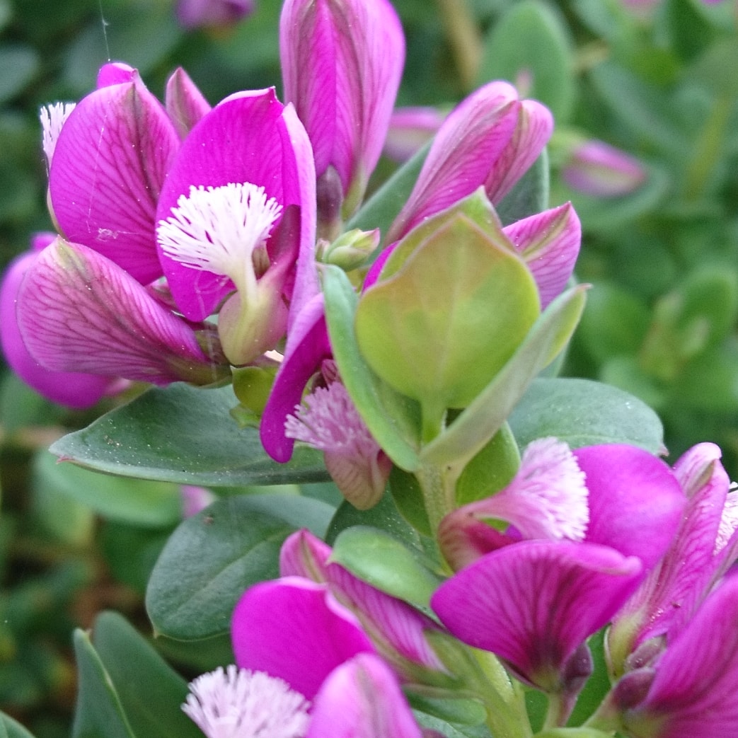 コロナ日記㉓：非常時だからこそ味わう・愛でる