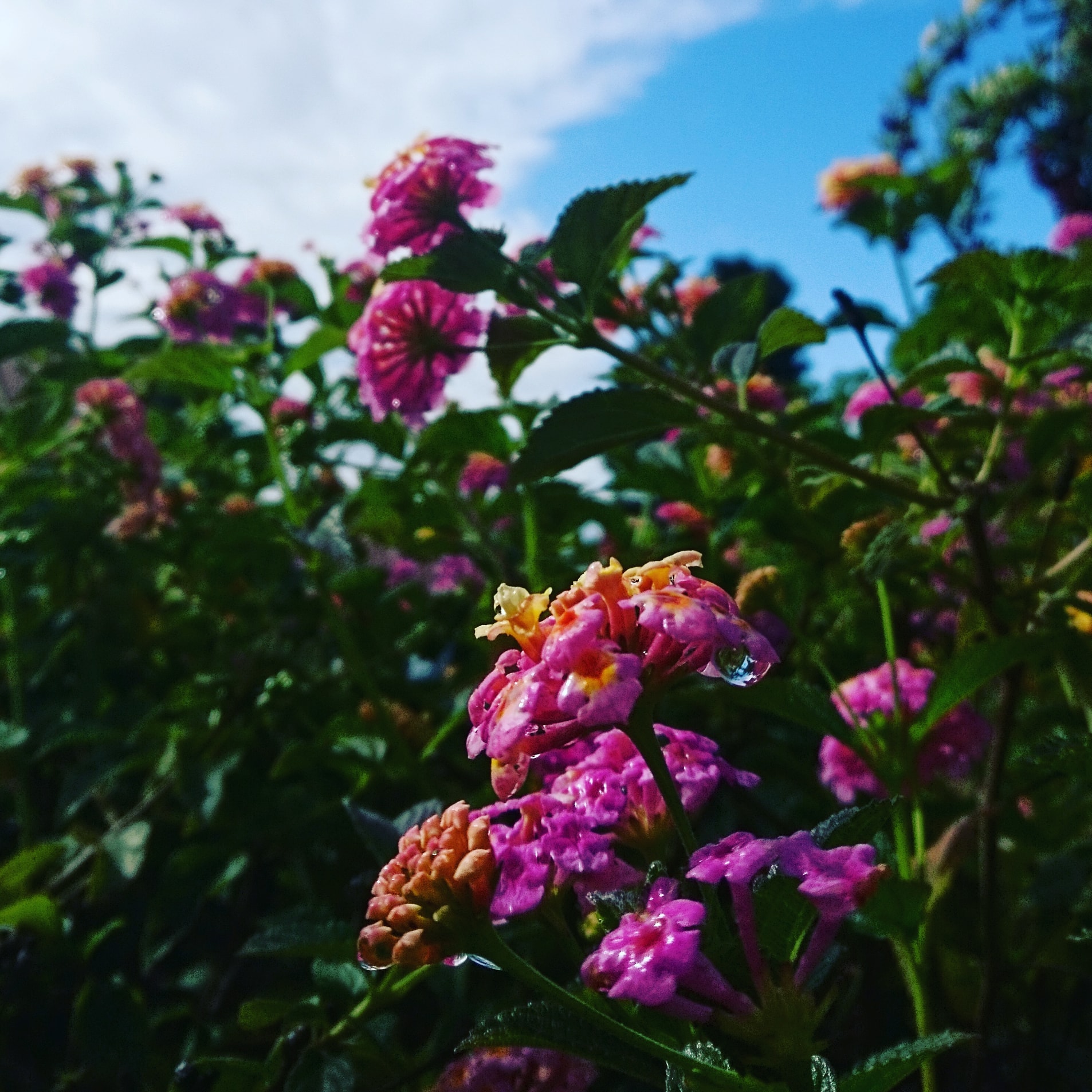 コロナ日記㉖：雨時々晴れ。