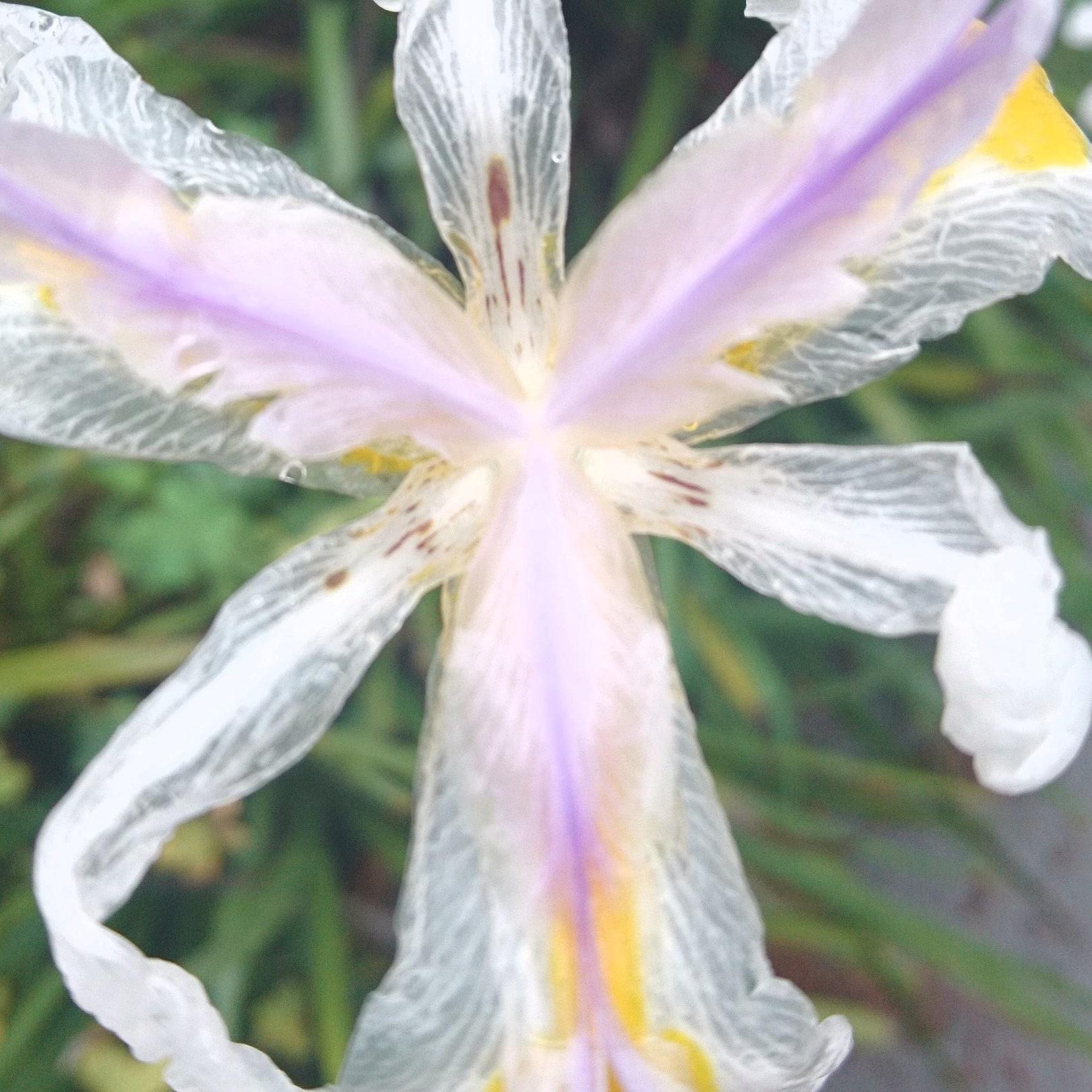 コロナ日記㉙：上を向いて歩こう