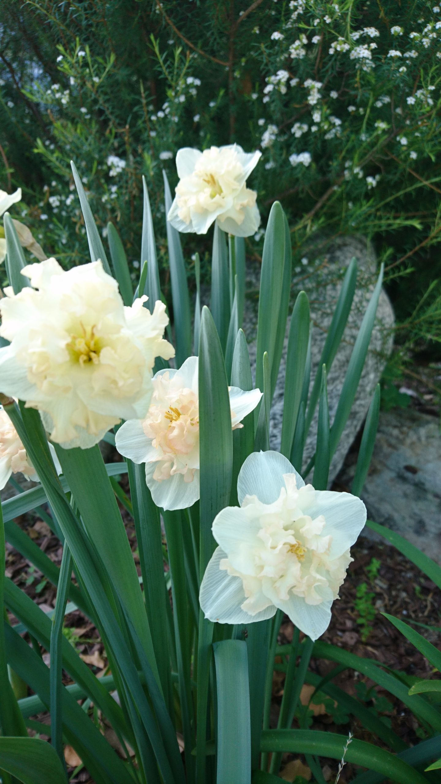 コロナ日記71：ピアノで祈る。