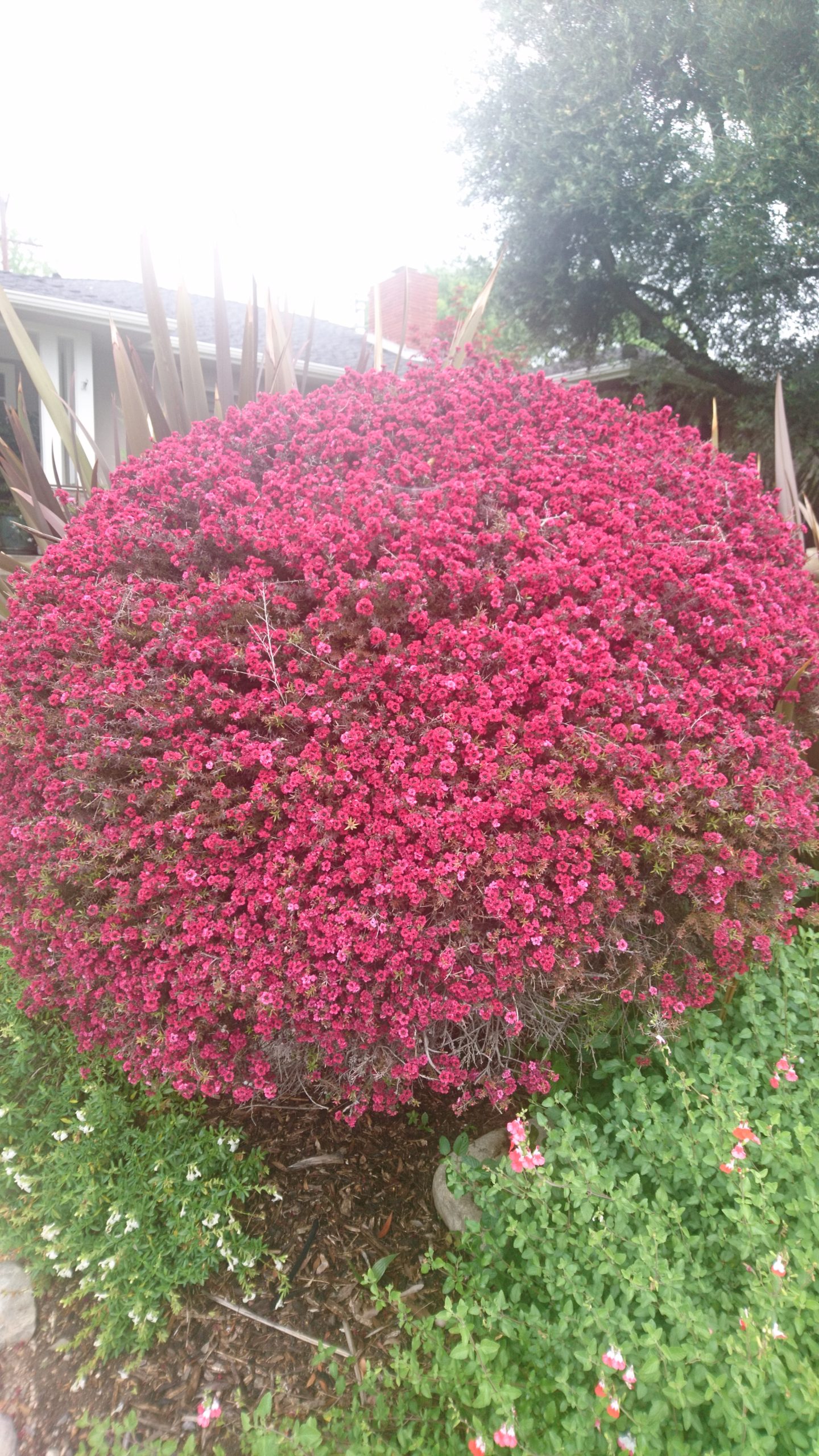 コロナ日記63：ライブ配信が無事終了しました。