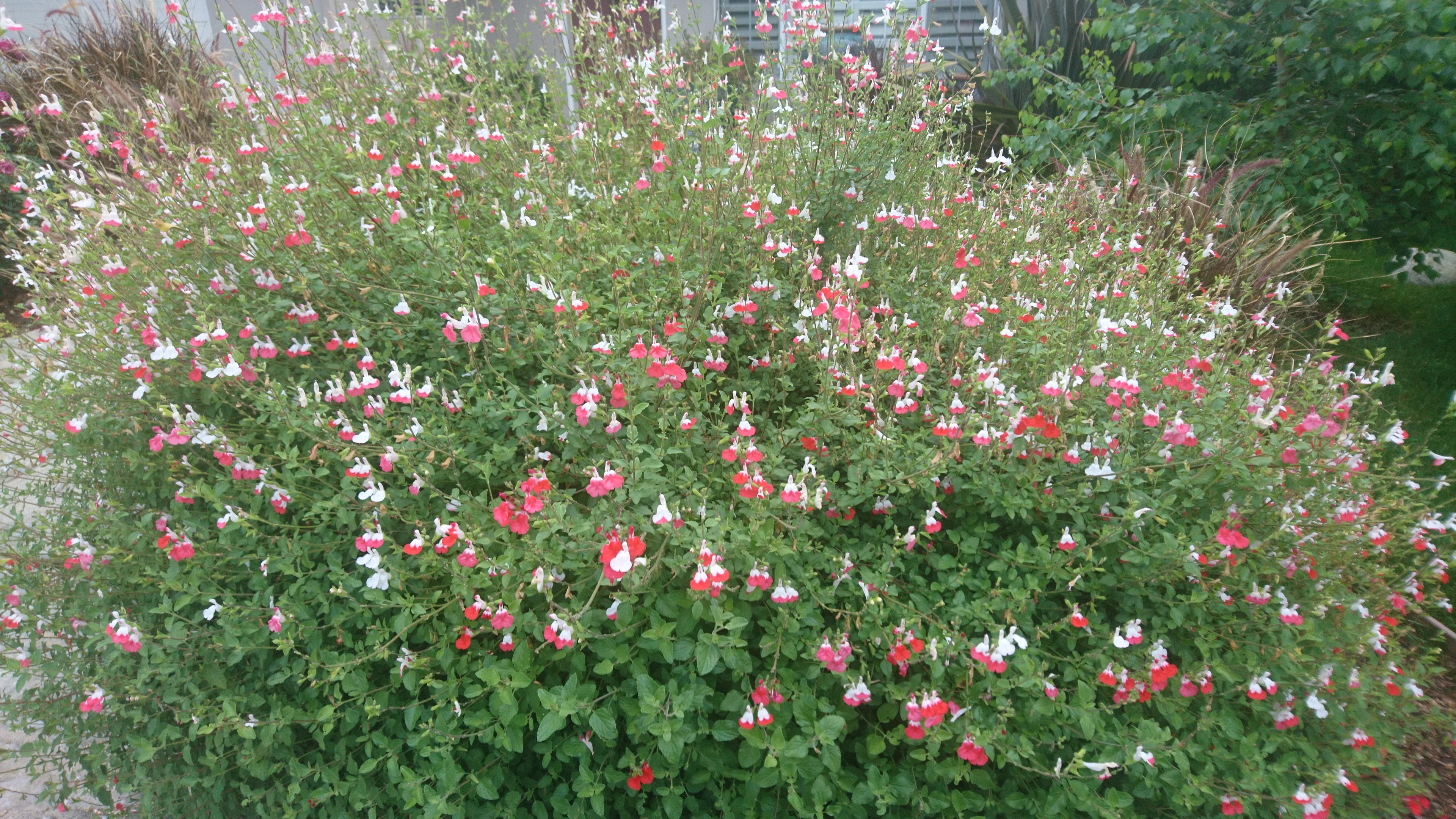 コロナ日記㊿：ピアニストの家計簿