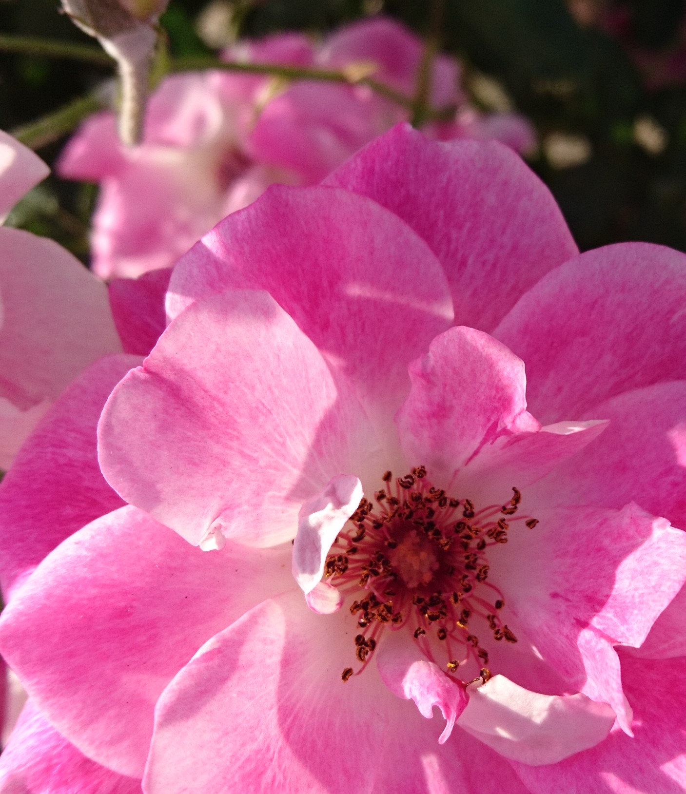 コロナ日記51：私の目指す理想郷