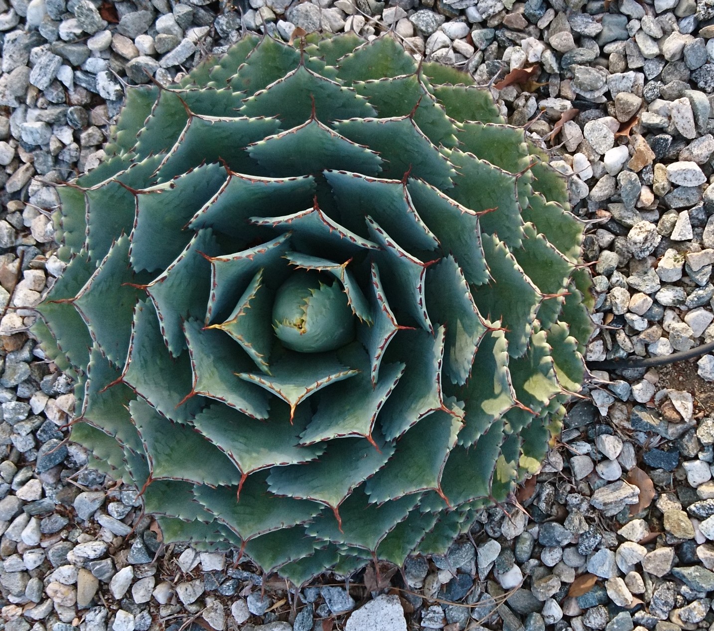 洒脱日記156：本番前日の楽しみ。