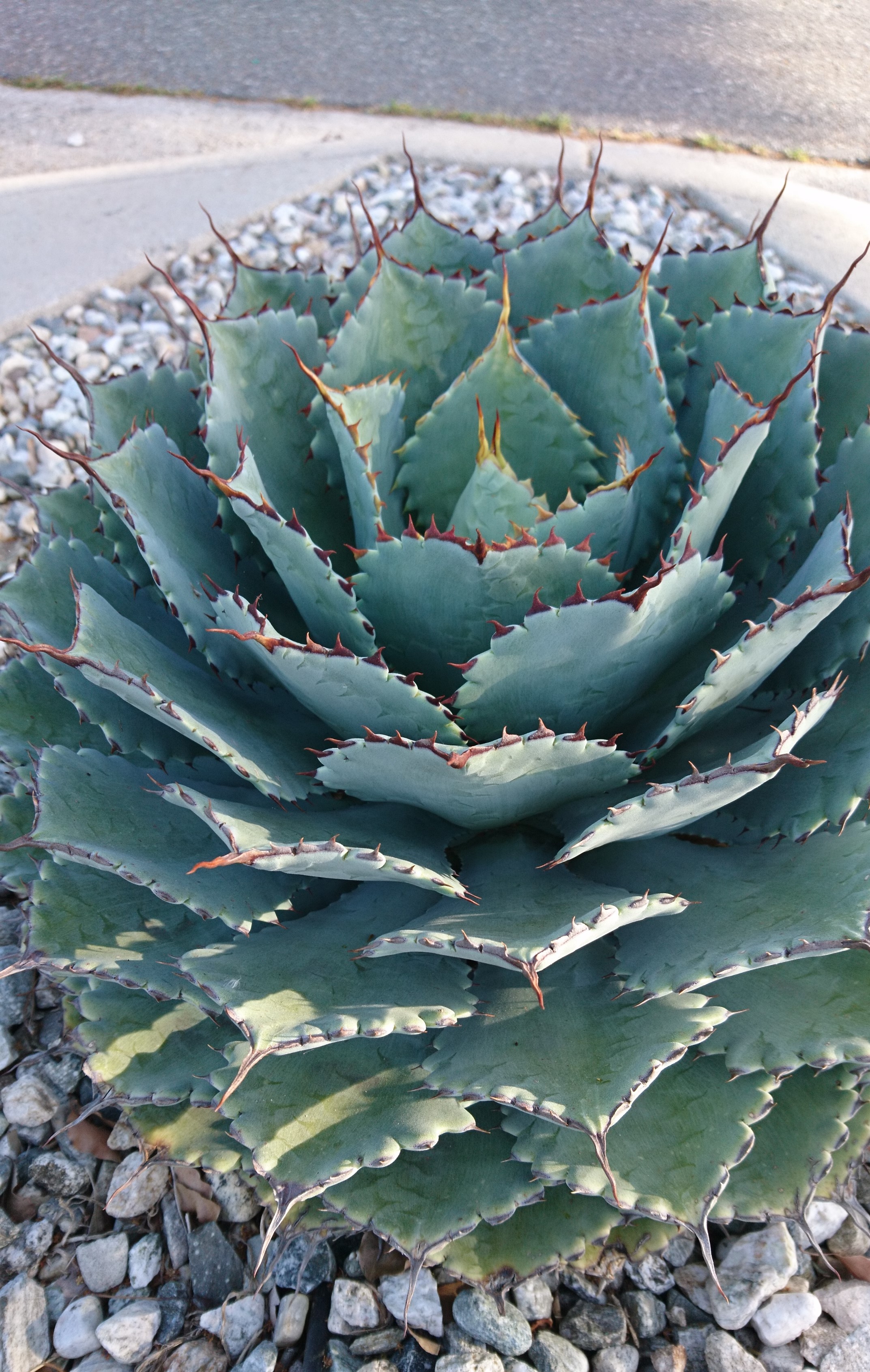 コロナ日記52：