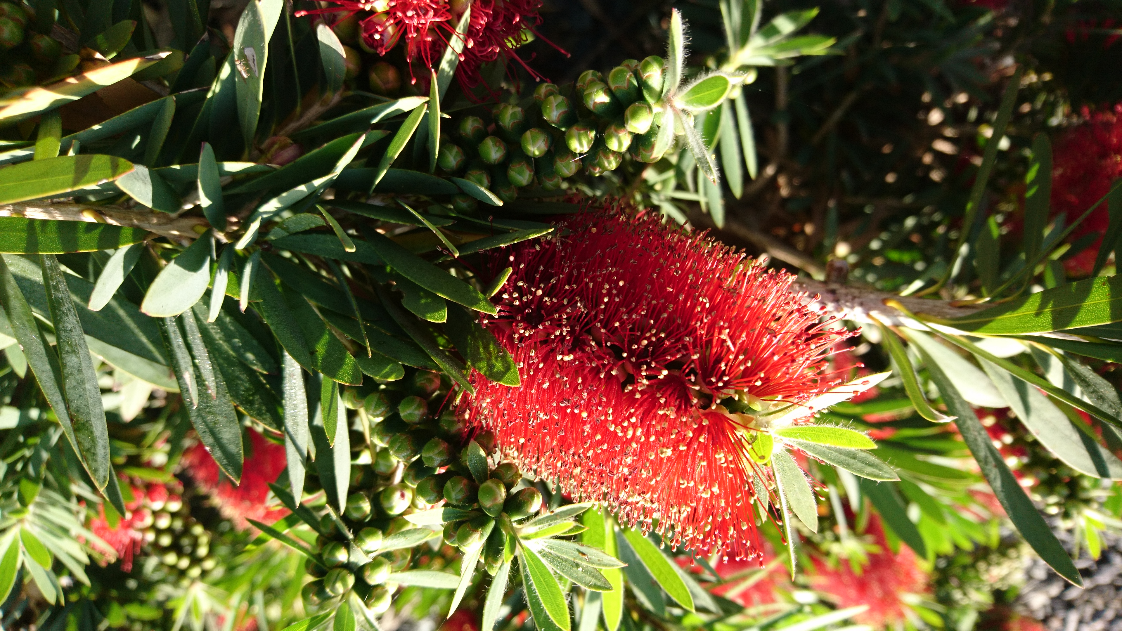 コロナ日記53：ライブ配信のご案内。