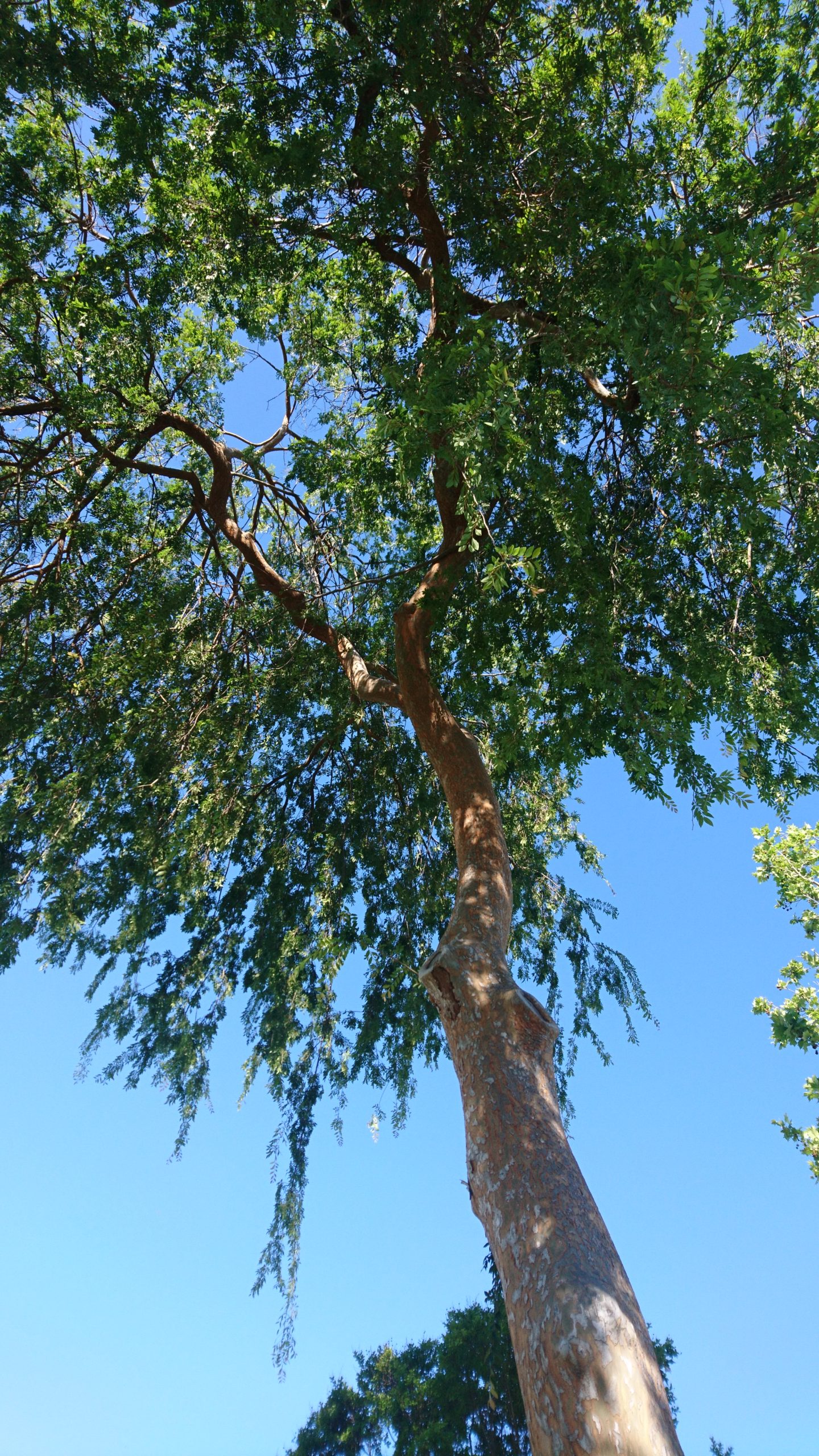 コロナ日記65：炒め物vs.煮込みシチュー