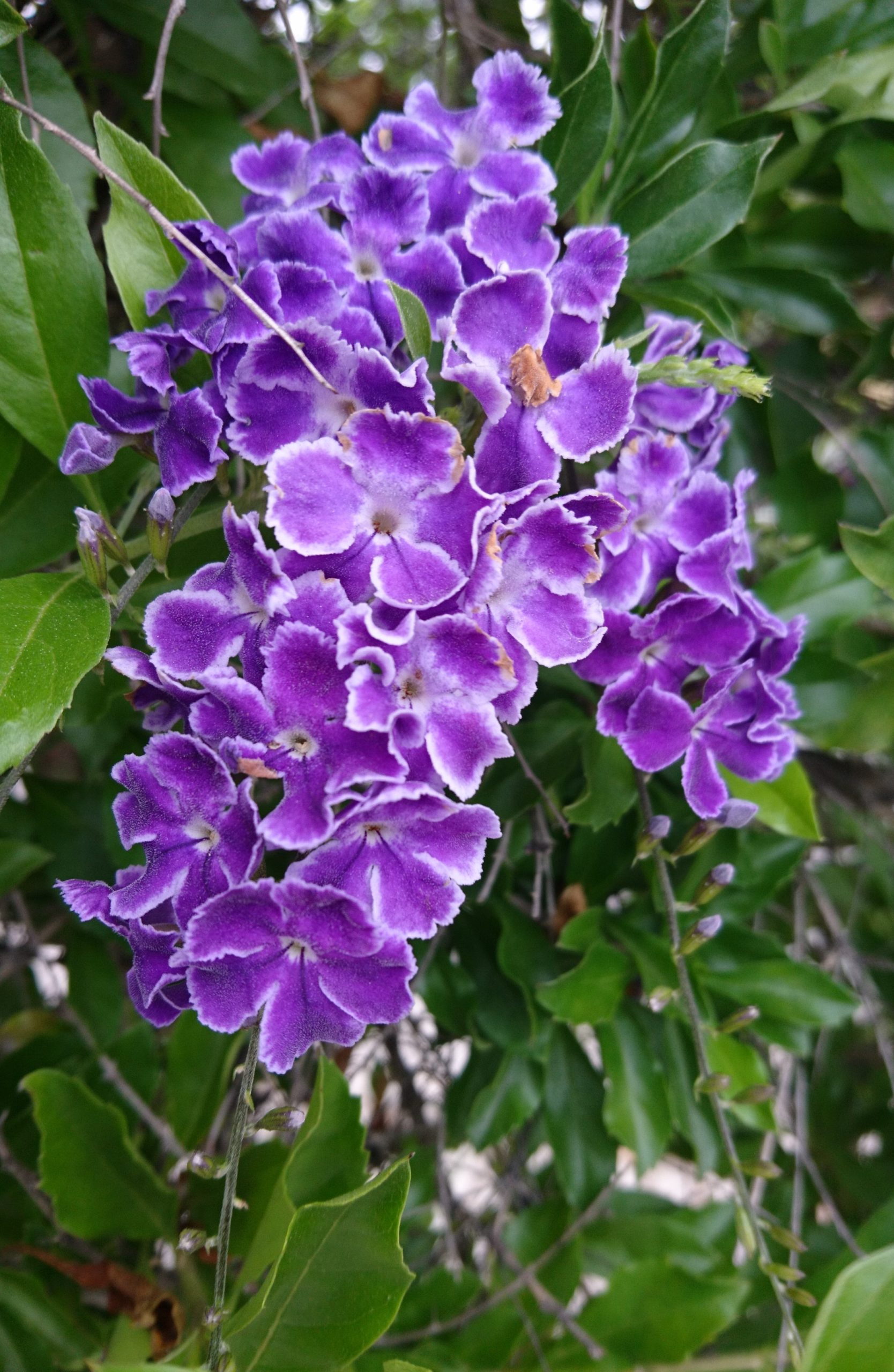 コロナ日記59：ライブ配信に向けて準備中！そして母の日