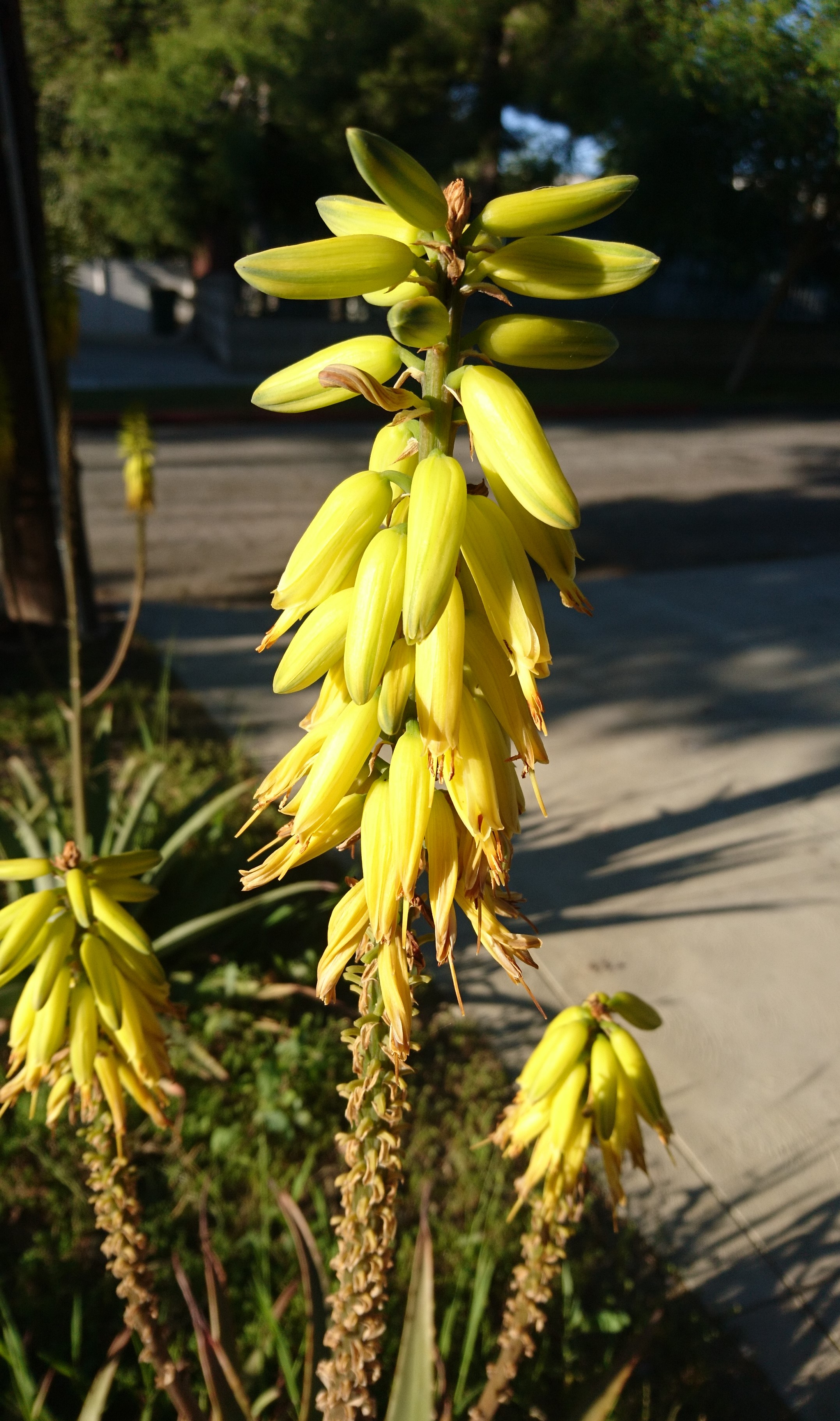 コロナ日記55：食糧事情の話し