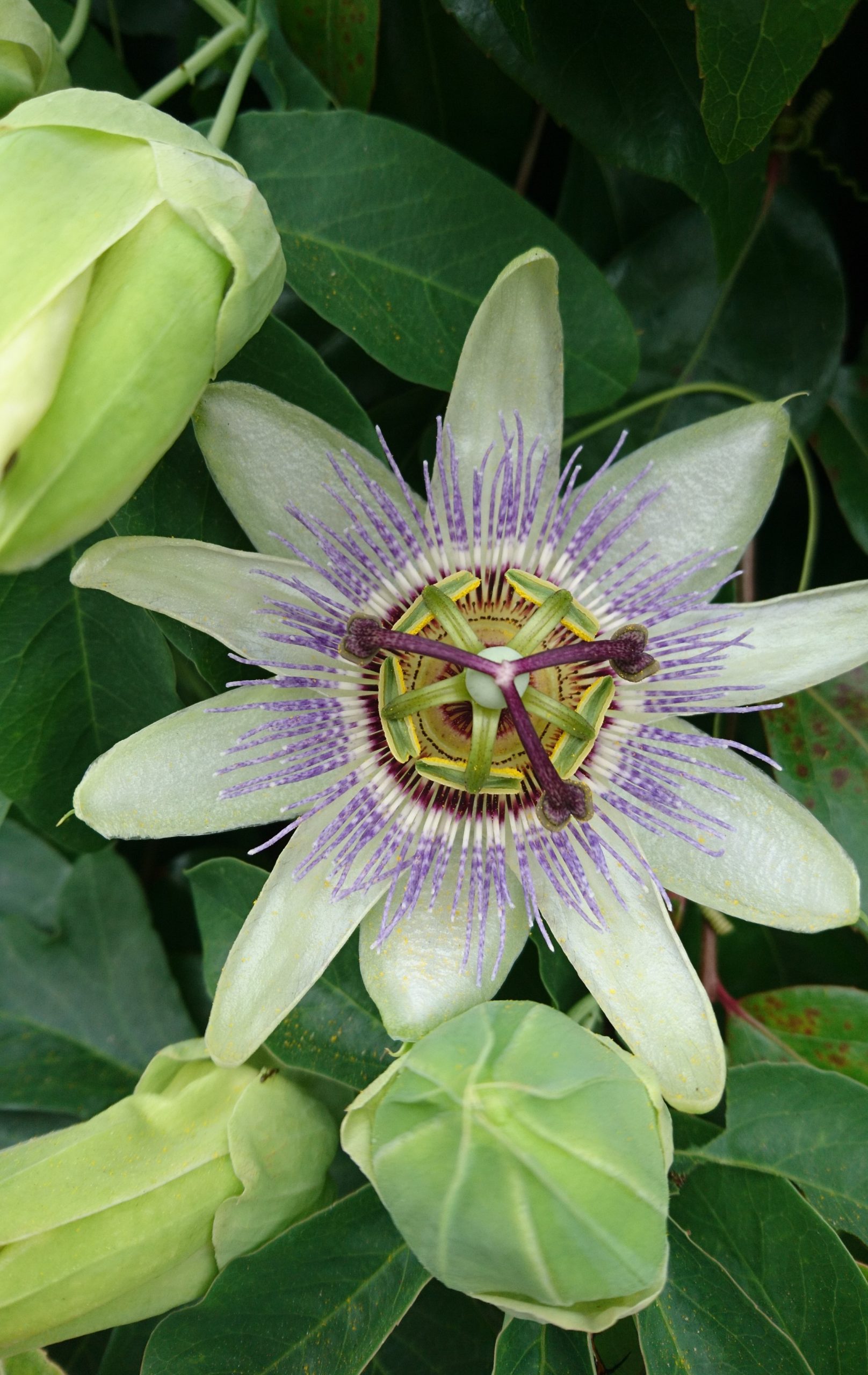 コロナ日記60：友情に感謝。