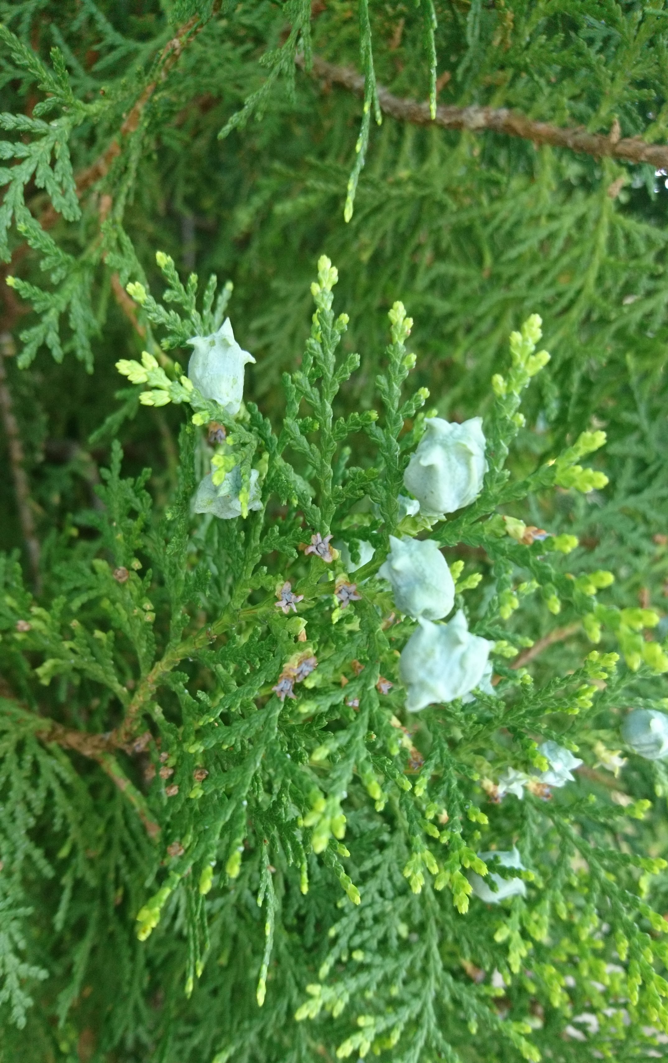 コロナ日記57：事起こせ主義！