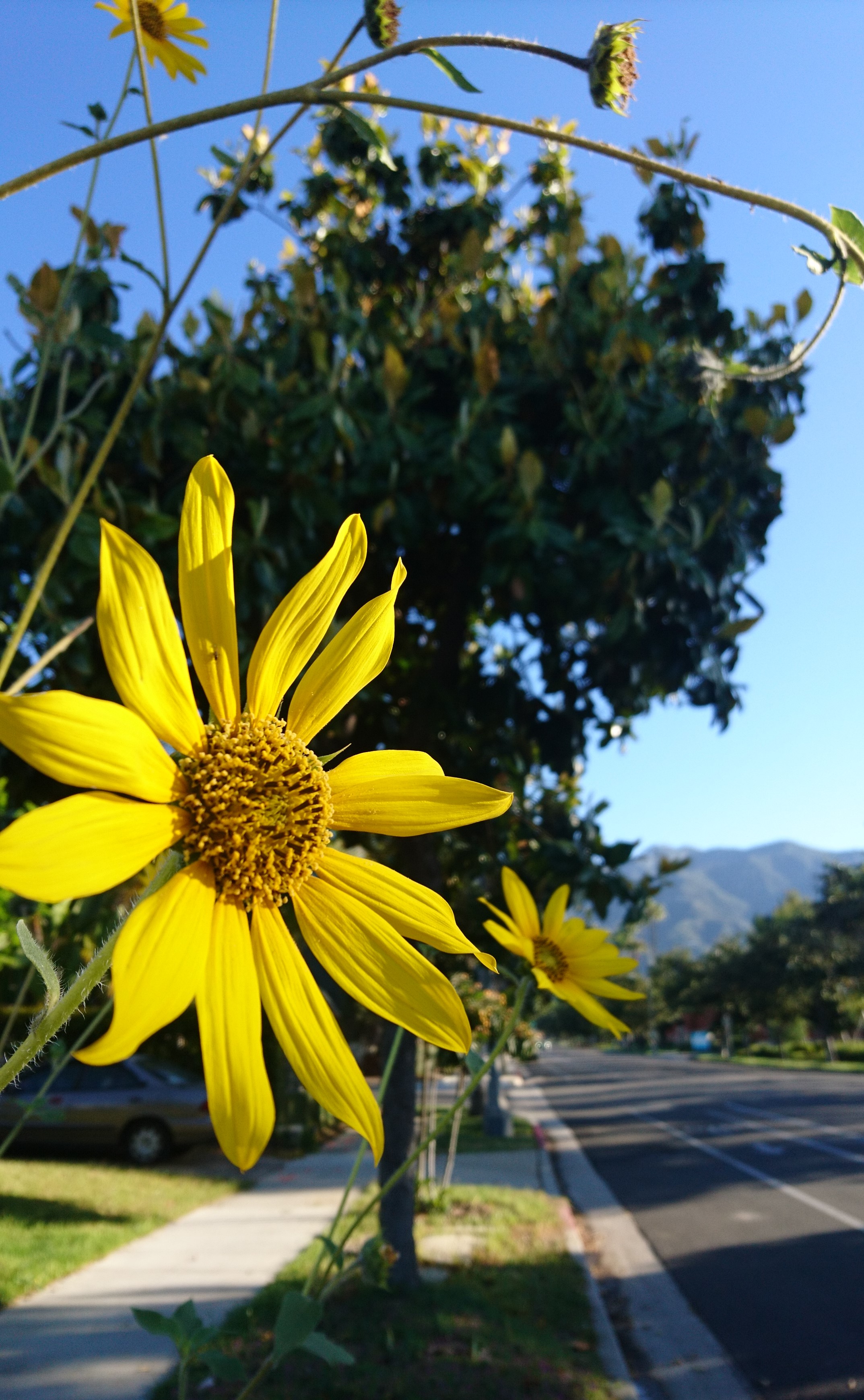 コロナ日記54：音楽家として尽くすには