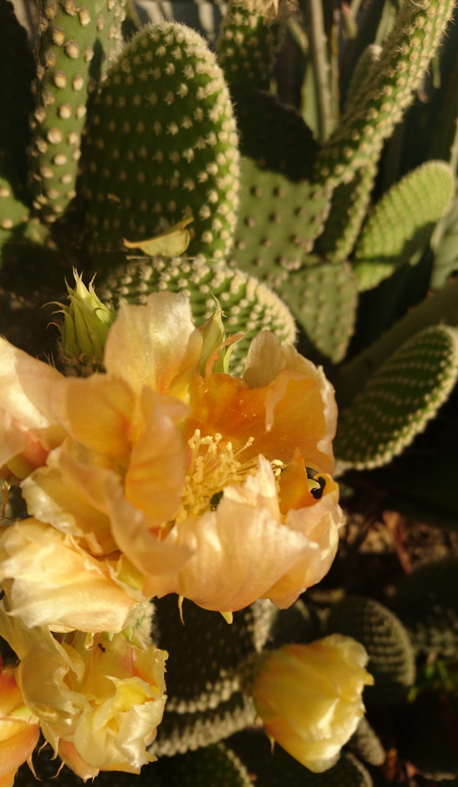 コロナ日記62：生死のはざまで弾くピアノ