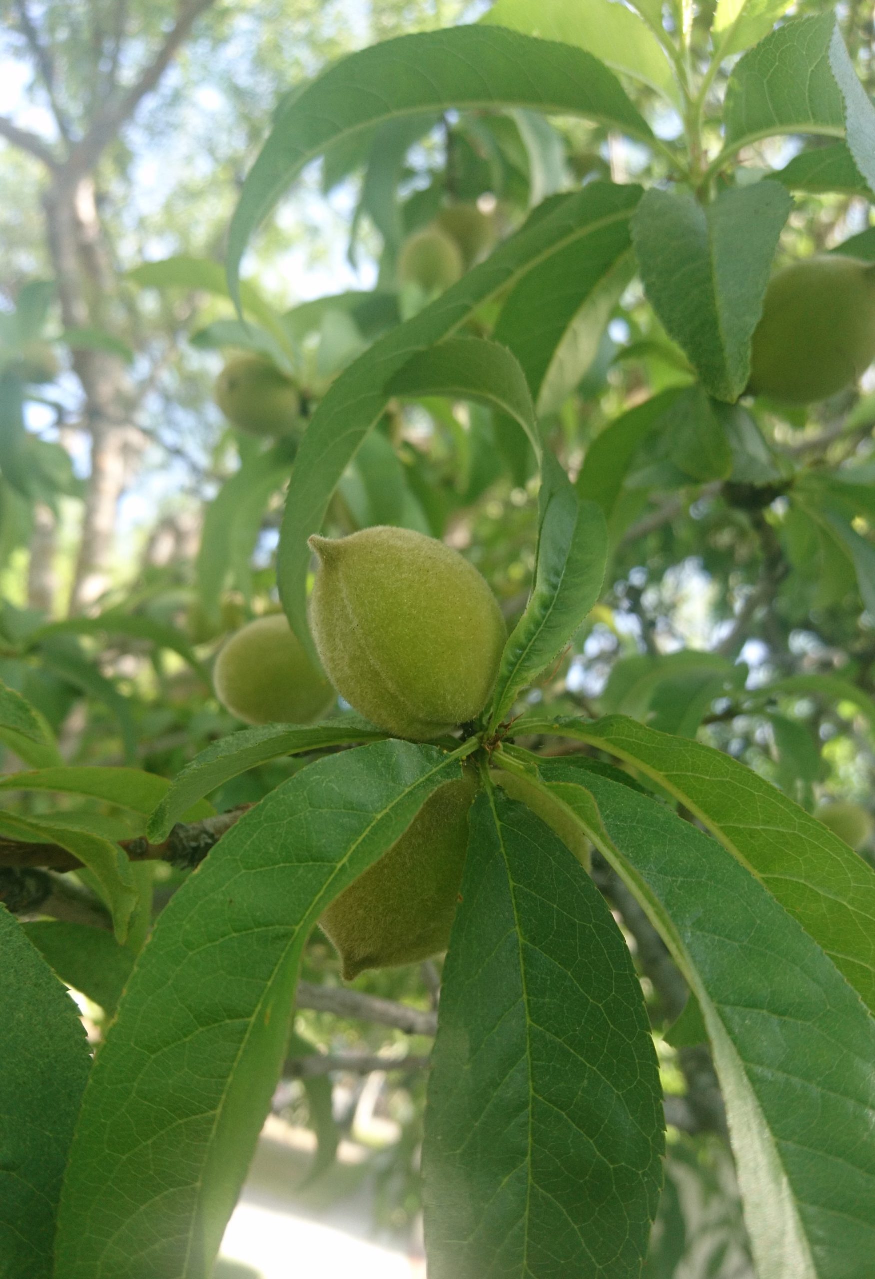 コロナ日記67：音楽業界の現状と先行き