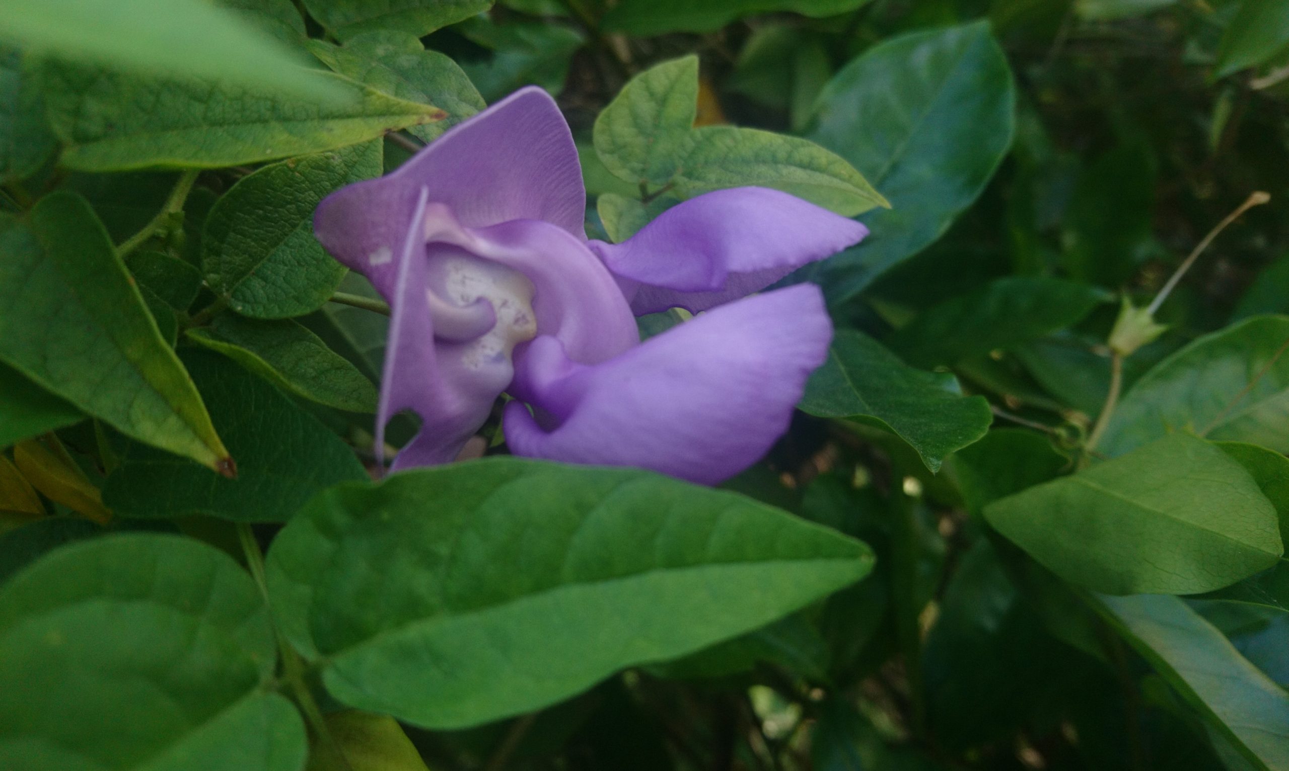 コロナ日記66：保存食の準備