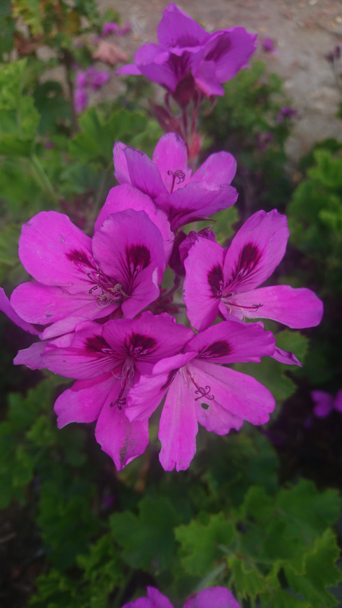 コロナ日記68：音楽の鎮痛効果と瞑想の意欲効果。