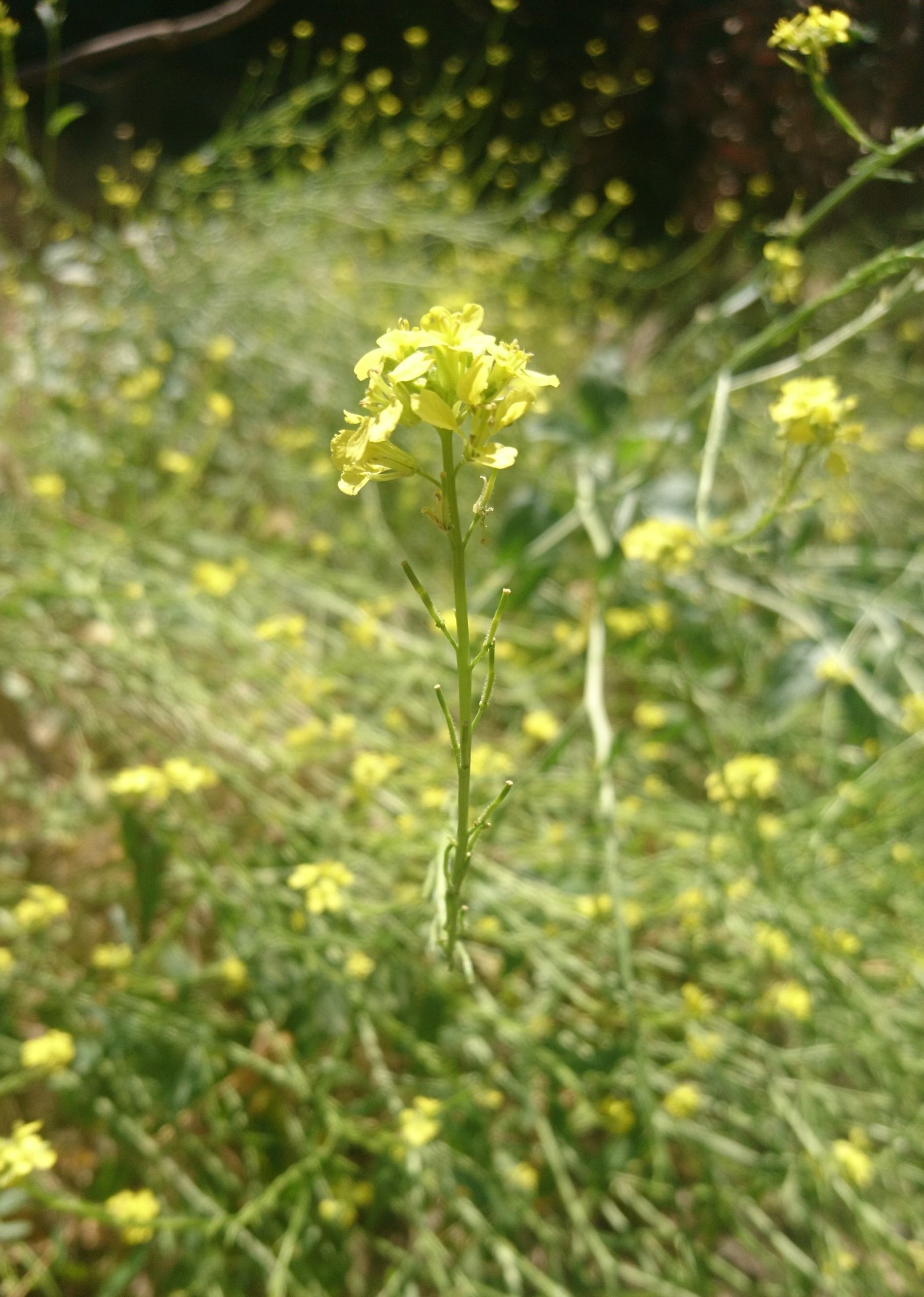 コロナ日記72：週末らしい週末を楽しむ。