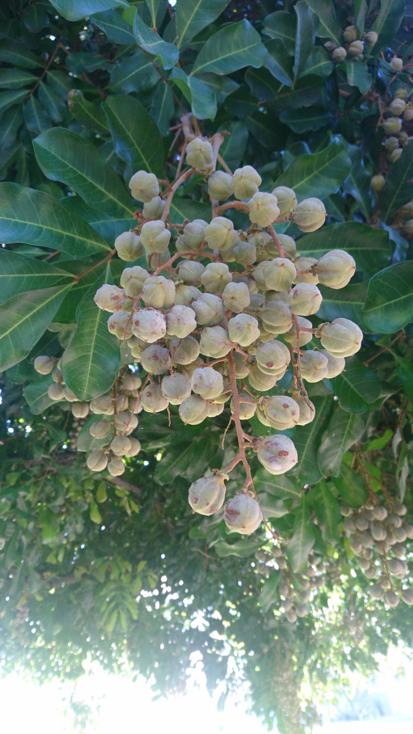 コロナ日記75：笑って感動して「元気」を溜める！