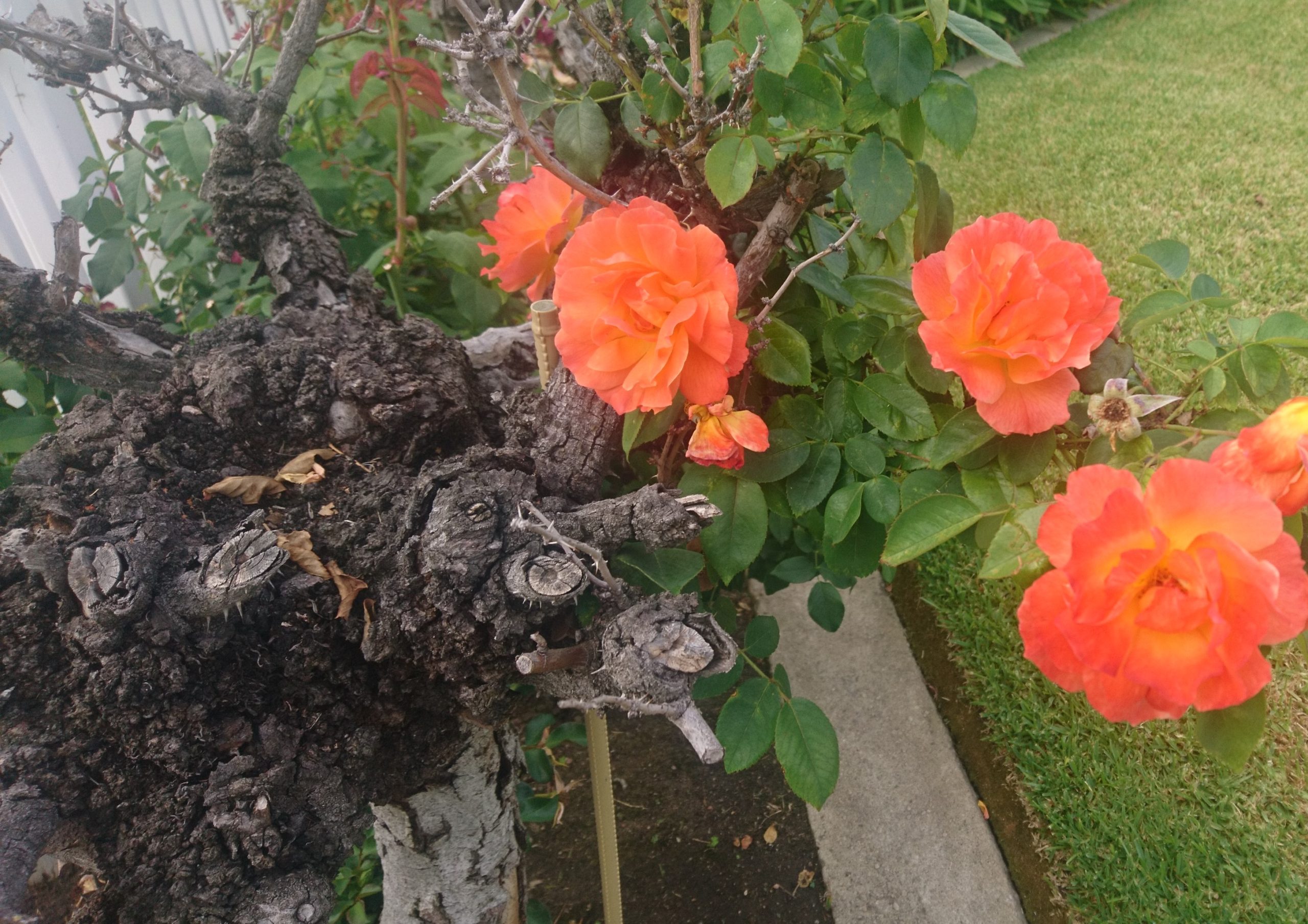 コロナ日記79：全米でデモの暴動化（門限発令）