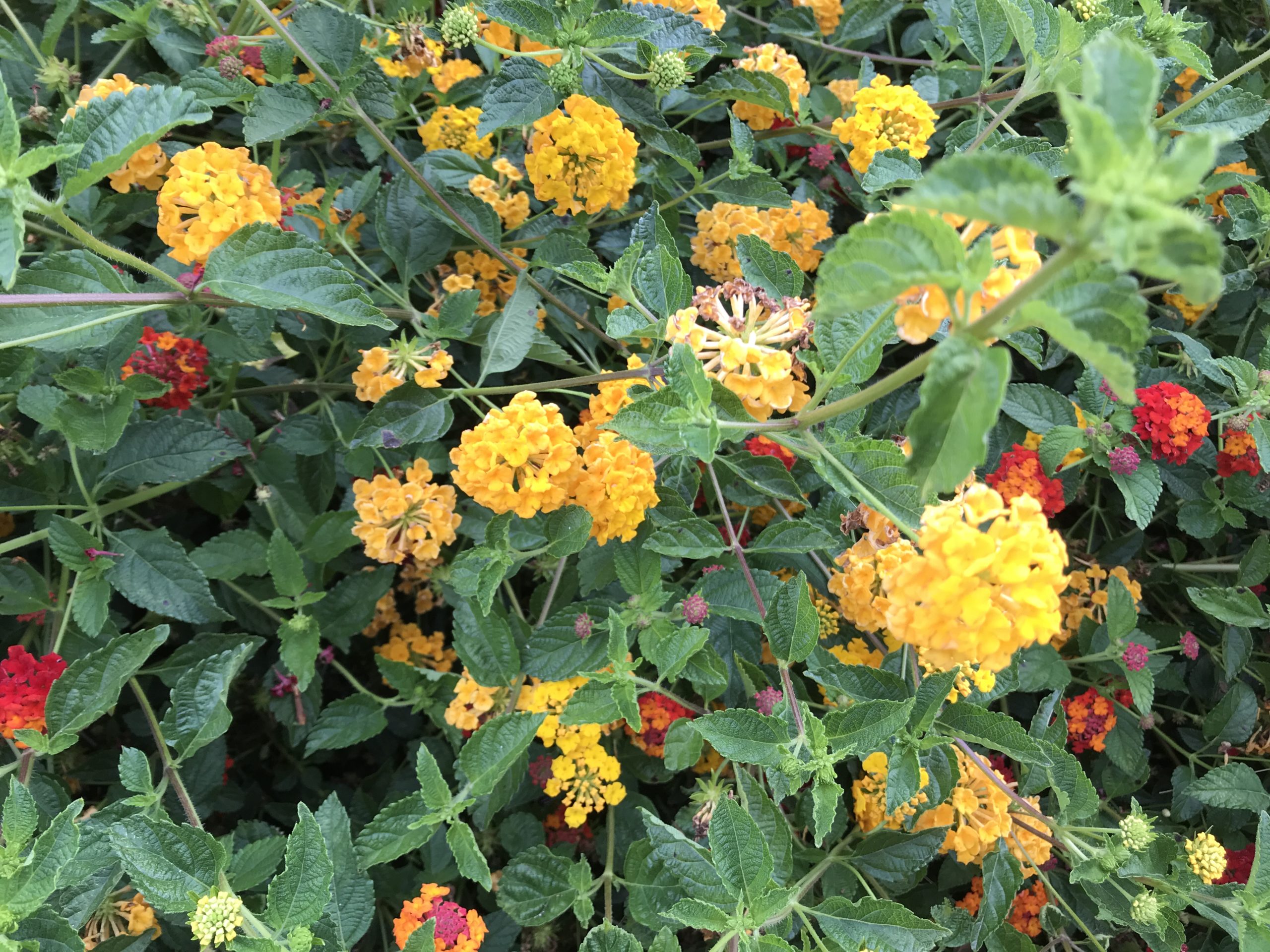 コロナ日記70：明暗のバランス