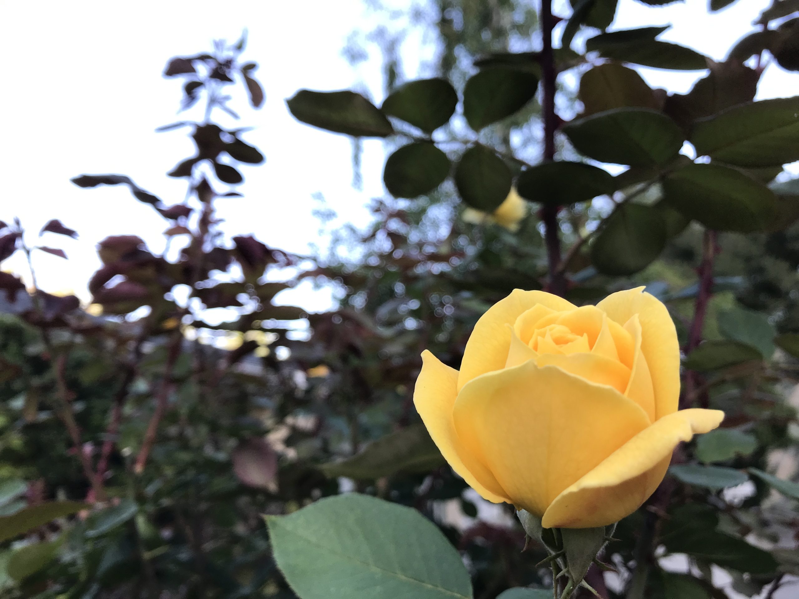 コロナ日記73：ライブ配信の意義、再考察。