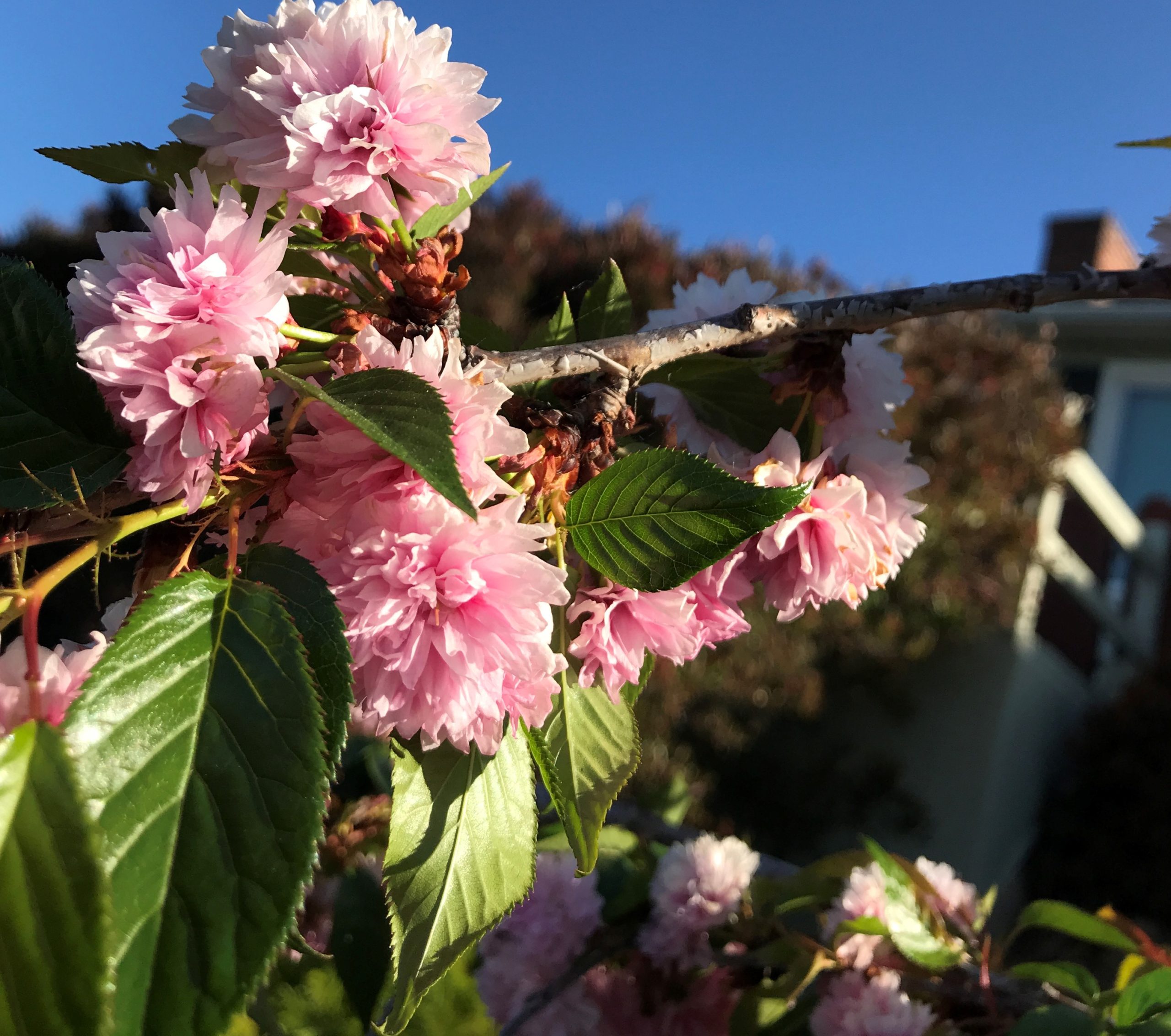 コロナ日記74：思い出の豊かさ