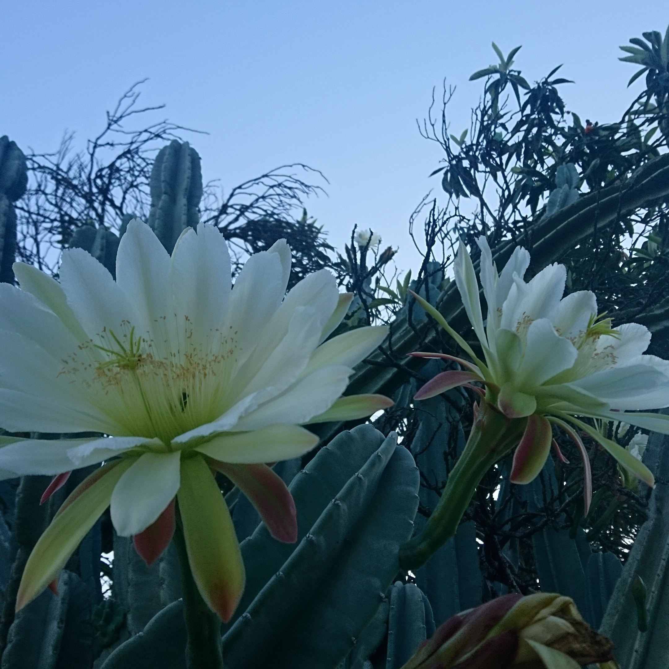 コロナ日記76：よし、ヨーロッパに行くか…!?