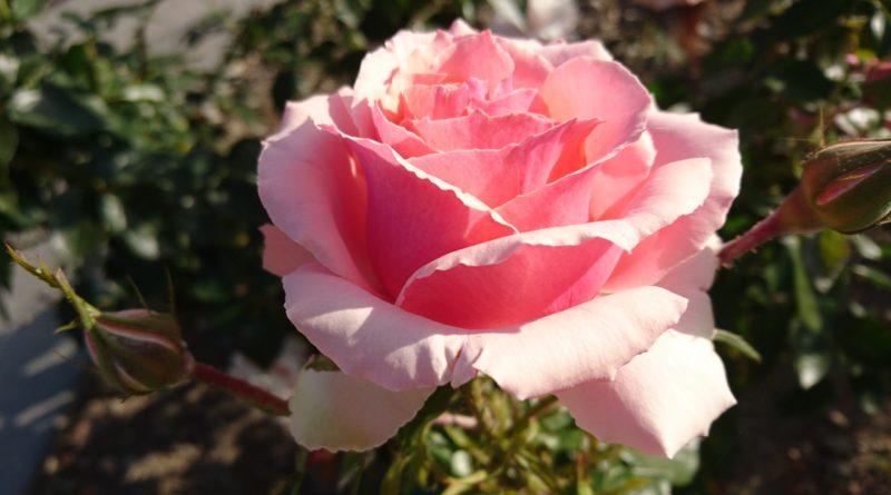 コロナ日記86:　平和な週末