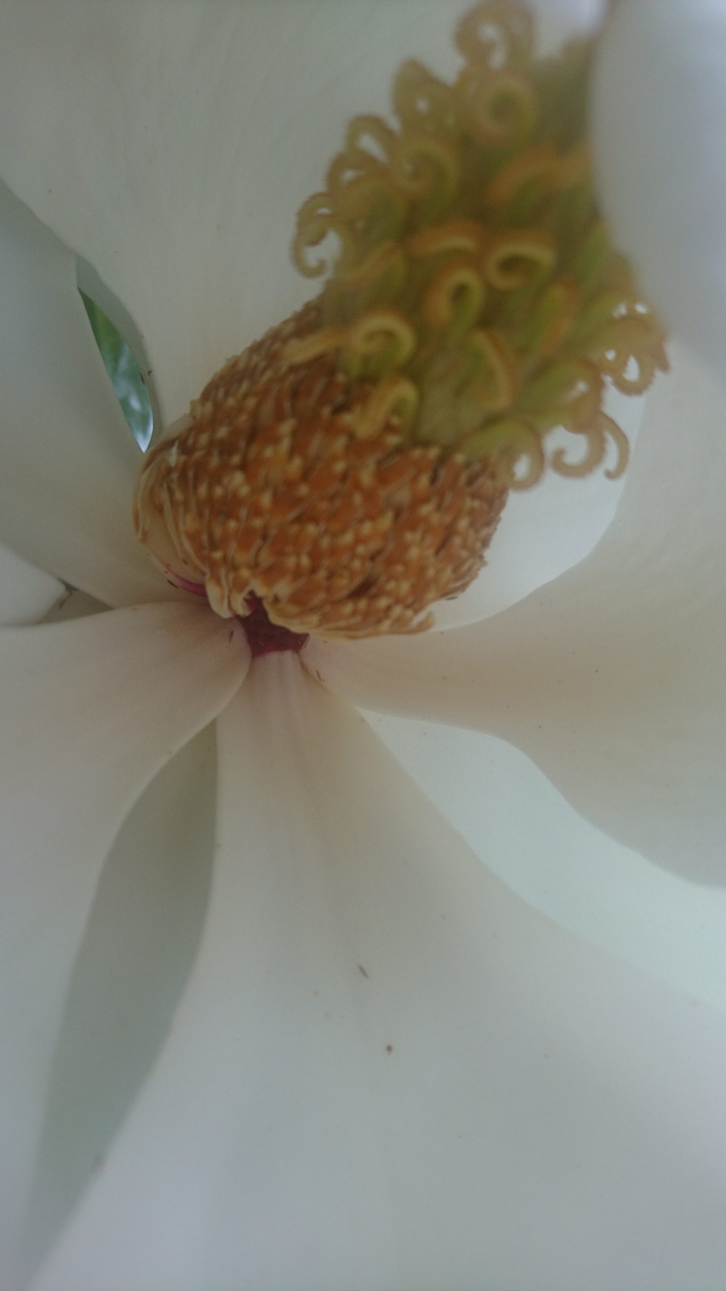 コロナ日記81：みんな運命共同体（門限3日目）