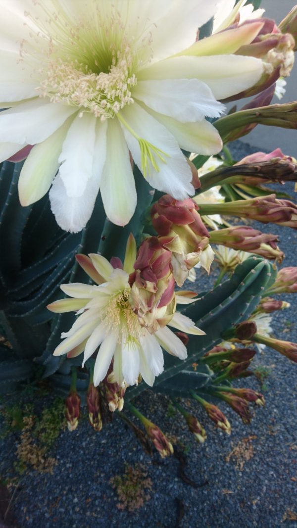 コロナ日記93：現状に悲観的になっている時のゲーム。